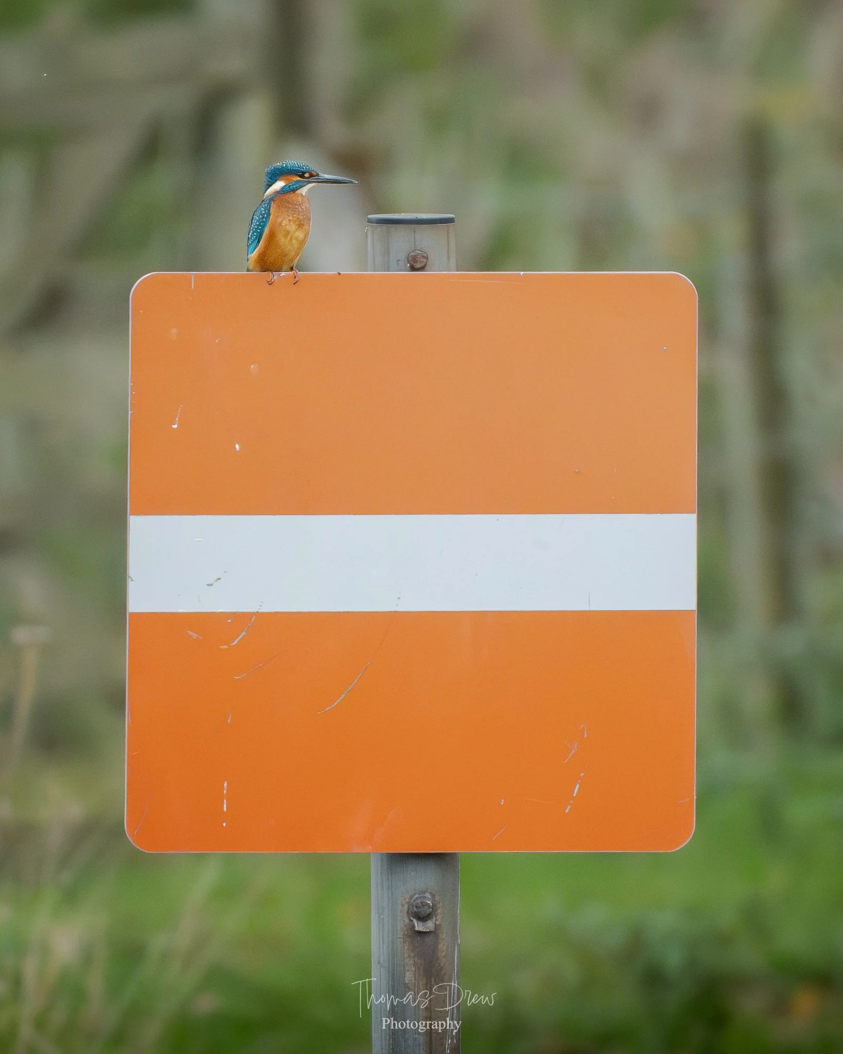 A colorful kingfisher bird perched on a bright orange and white striped sign post, with a blurred green background.