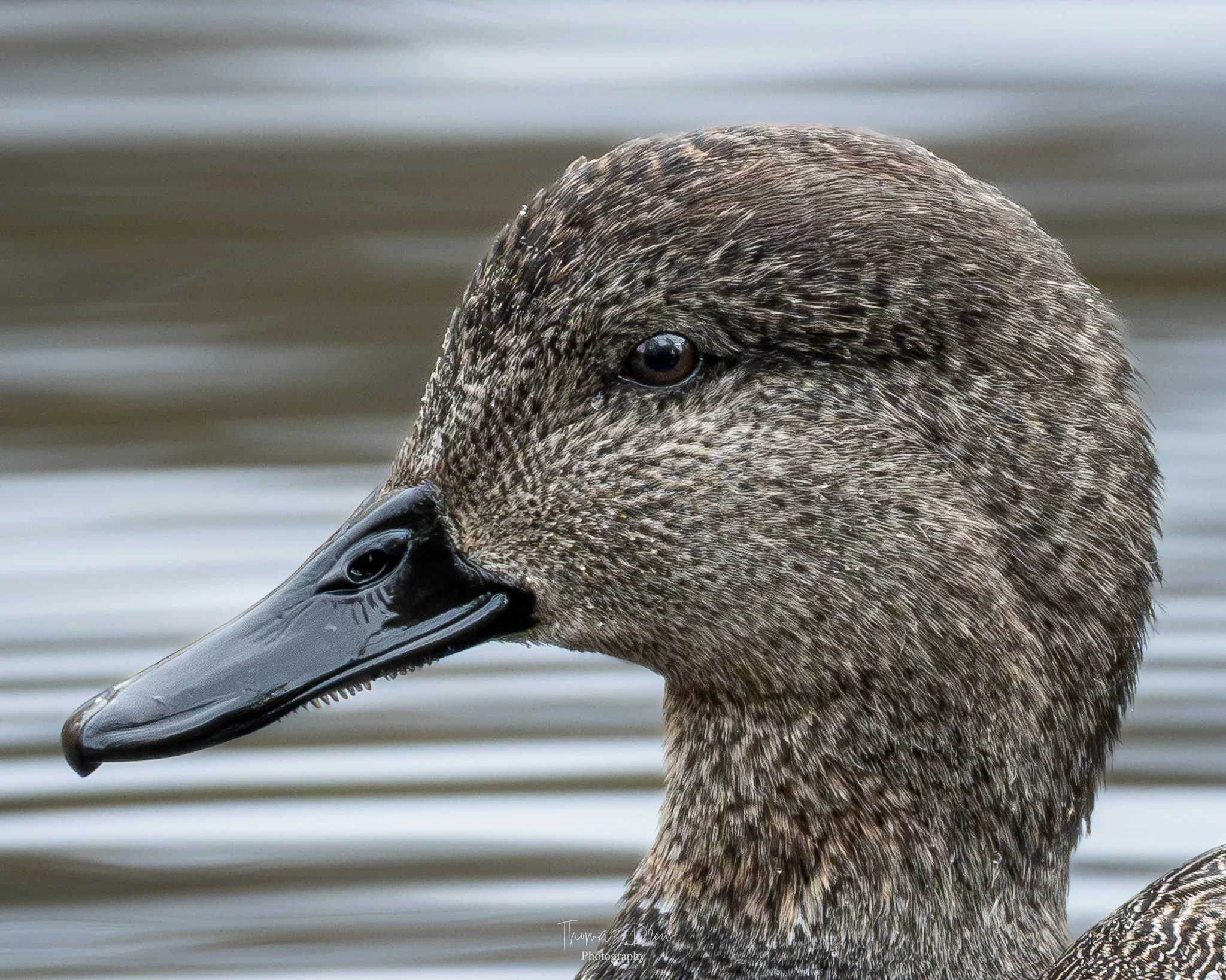 Close-up of a Male Gadwall's head and neck with brown, black, and grey feathers near water.