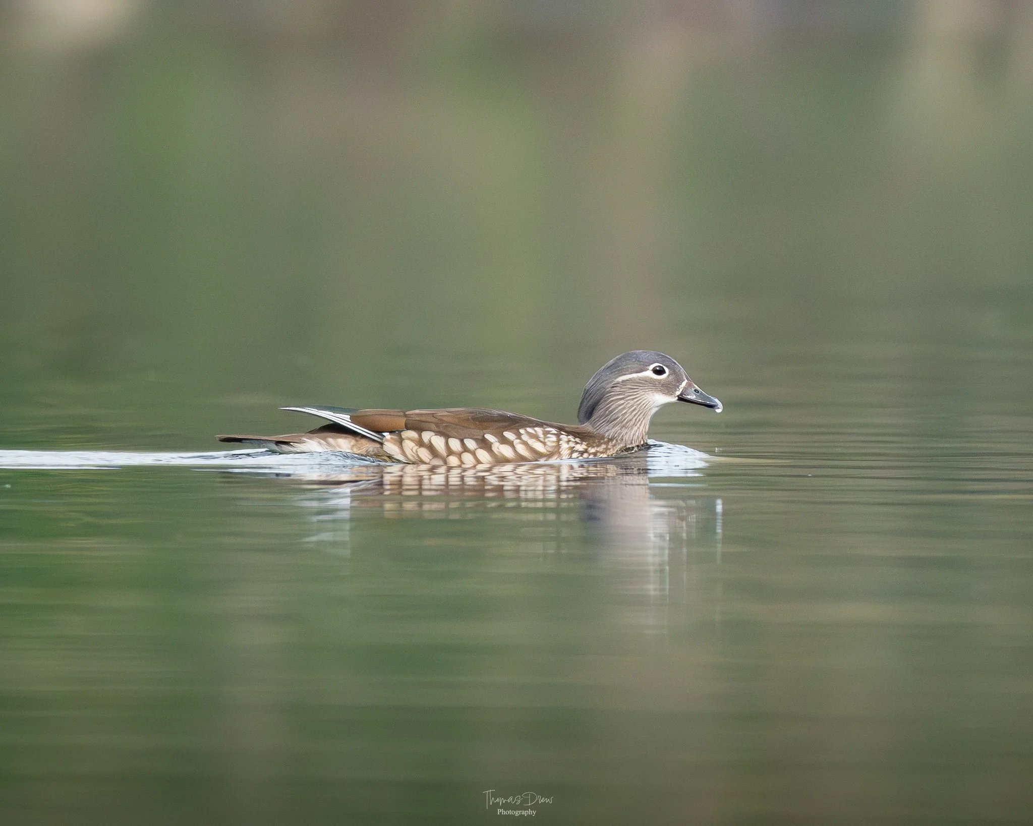 Image of a Female Mandarin Duck swimming in calm water with a blurred green background.