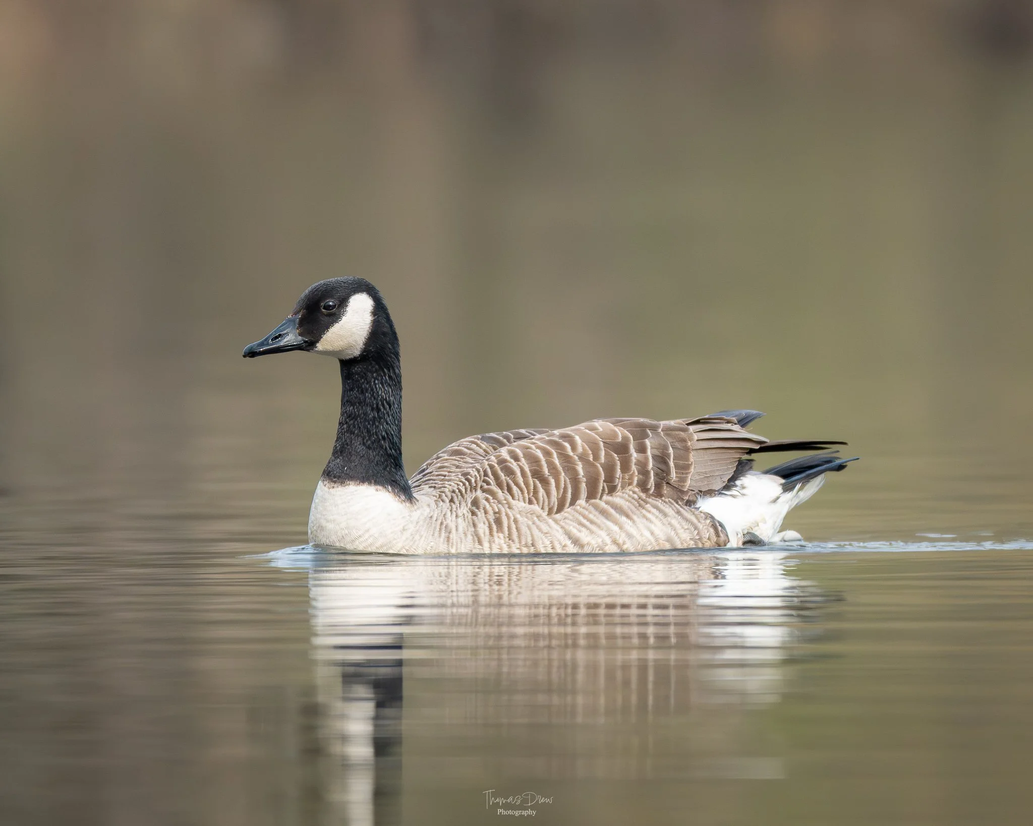 Image of a Canada goose swimming on calm water, displaying its black head and neck with a white cheek patch, brown and tan body feathers, and a reflection in the water.