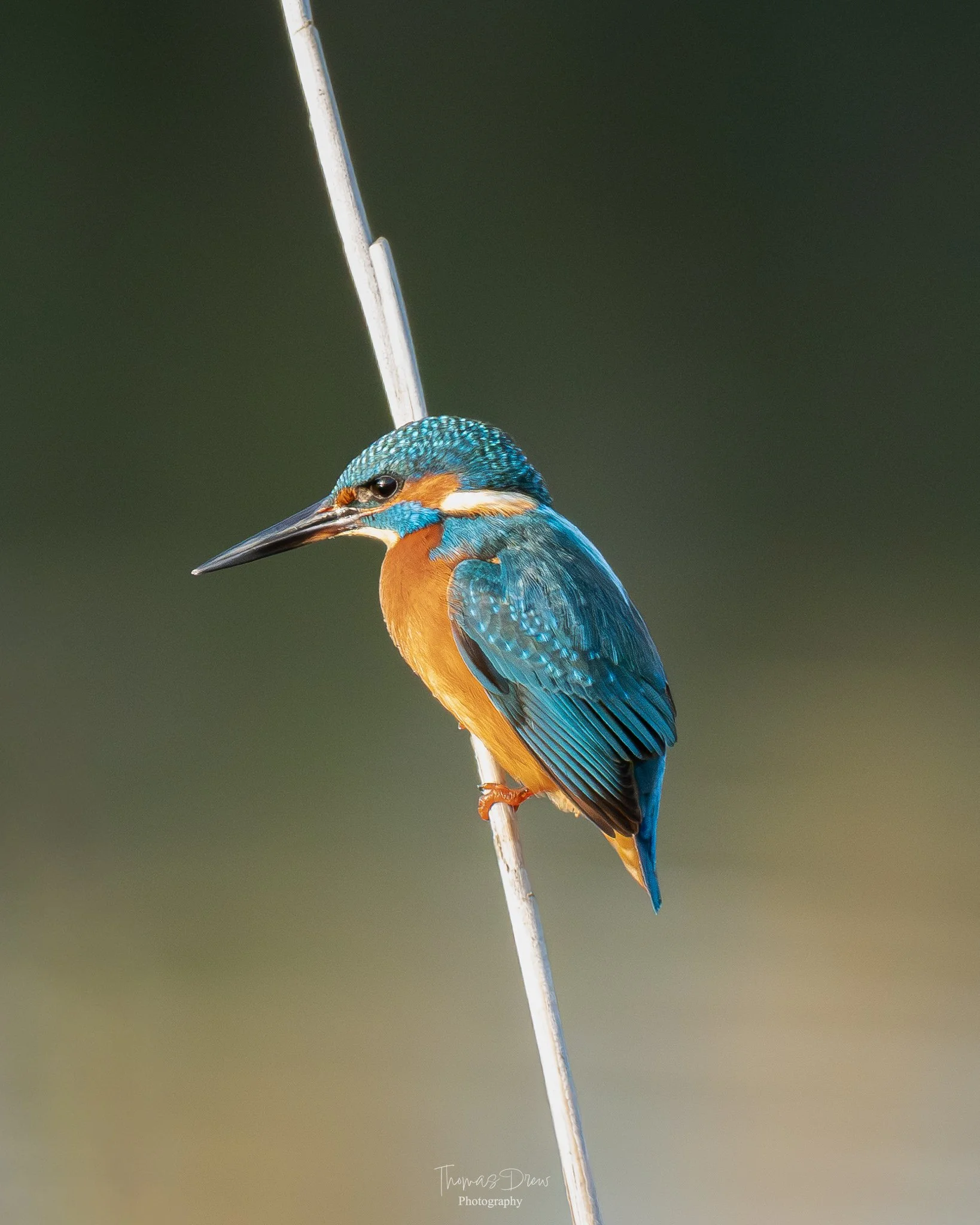 A colorful kingfisher bird perched on a thin branch with a blurred green background.