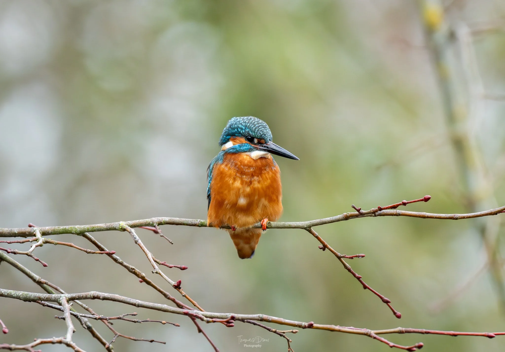 Colorful kingfisher bird perched on a thin branch in a blurred natural background.