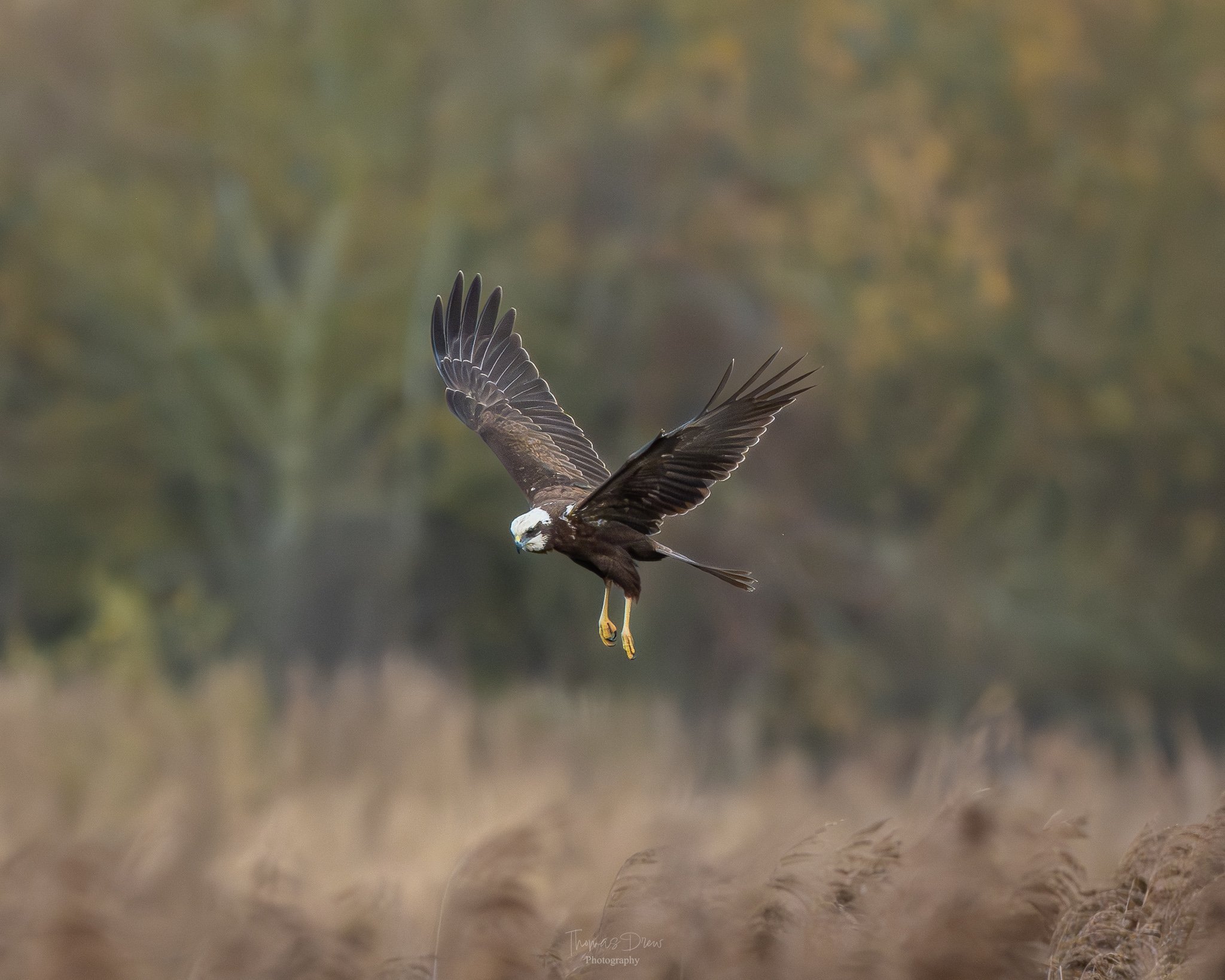 A bird of prey, a Marsh Harrier, flying low over tall grass in a natural setting with trees in the background.