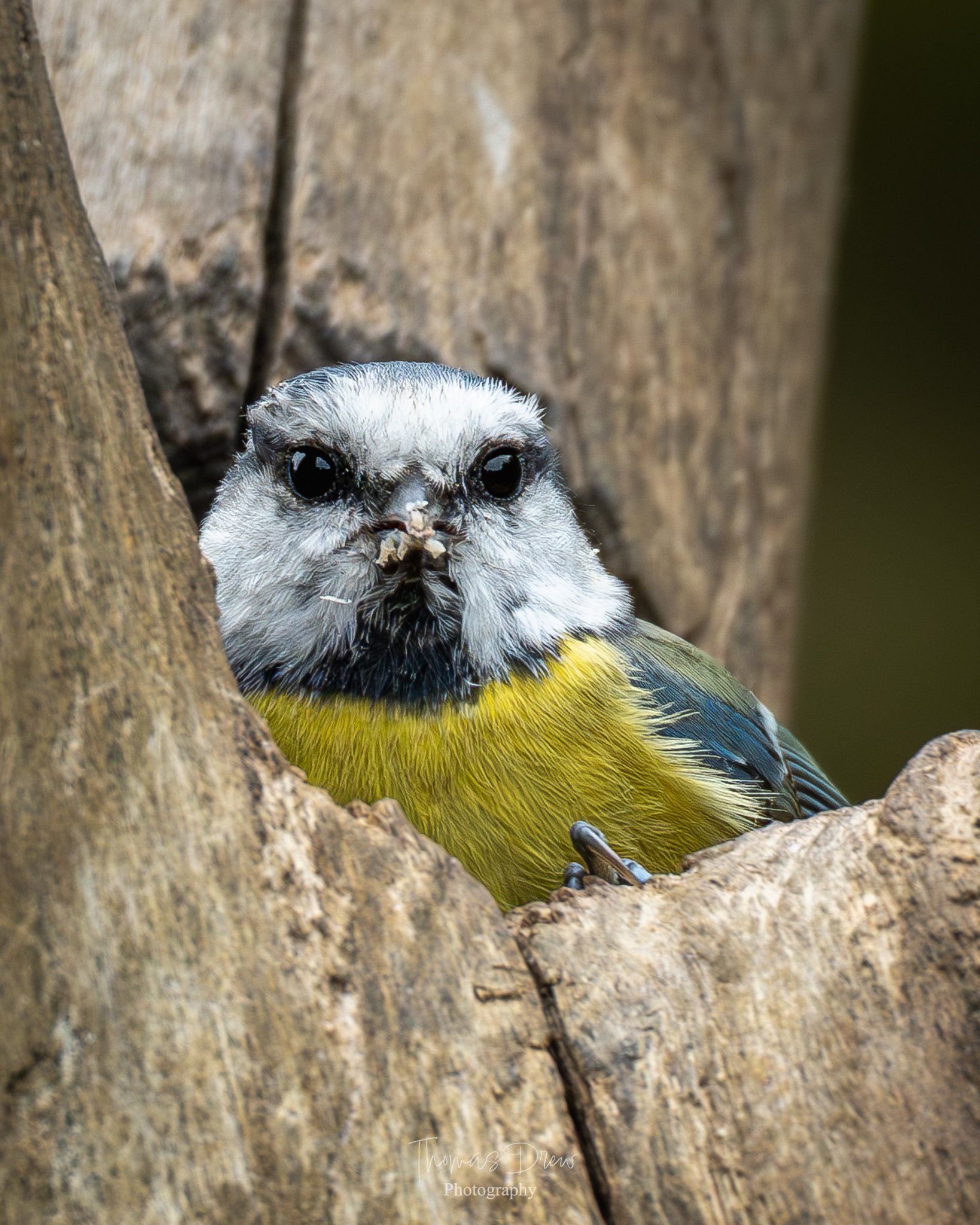 Close-up of a blue tit bird with a white face, black eyes, yellow chest, and dark wings, sitting in a tree hollow.