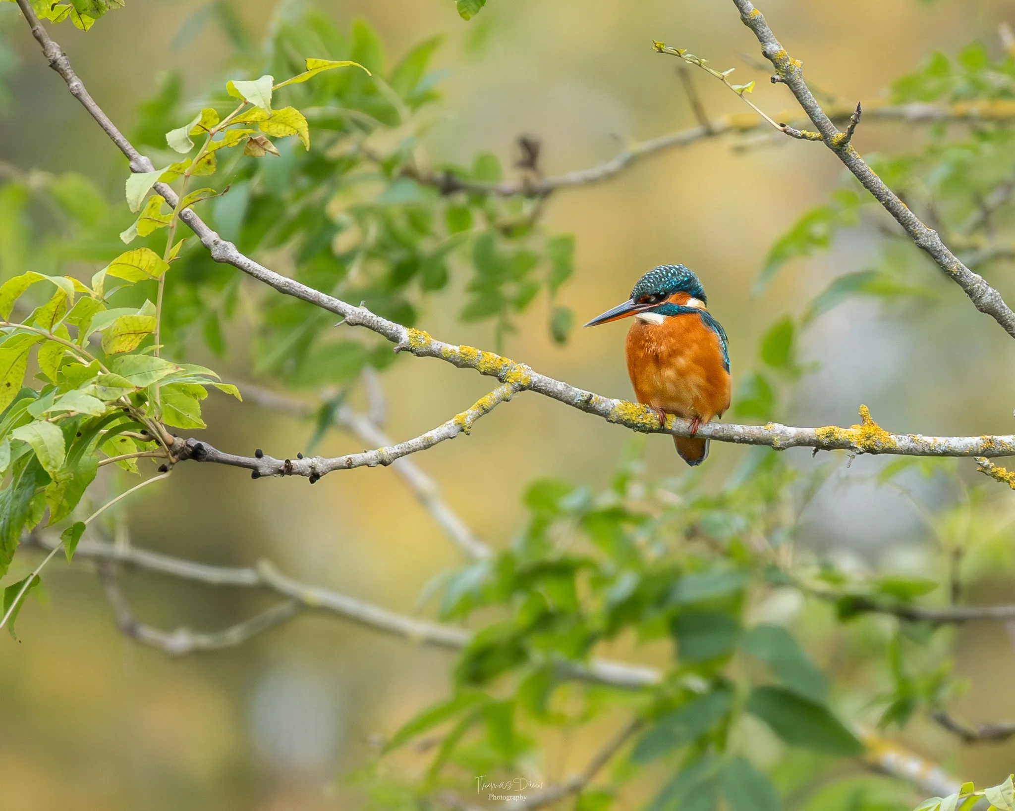 A kingfisher bird perched on a thin, lichen-covered branch in a natural setting with blurred green and yellow foliage in the background.