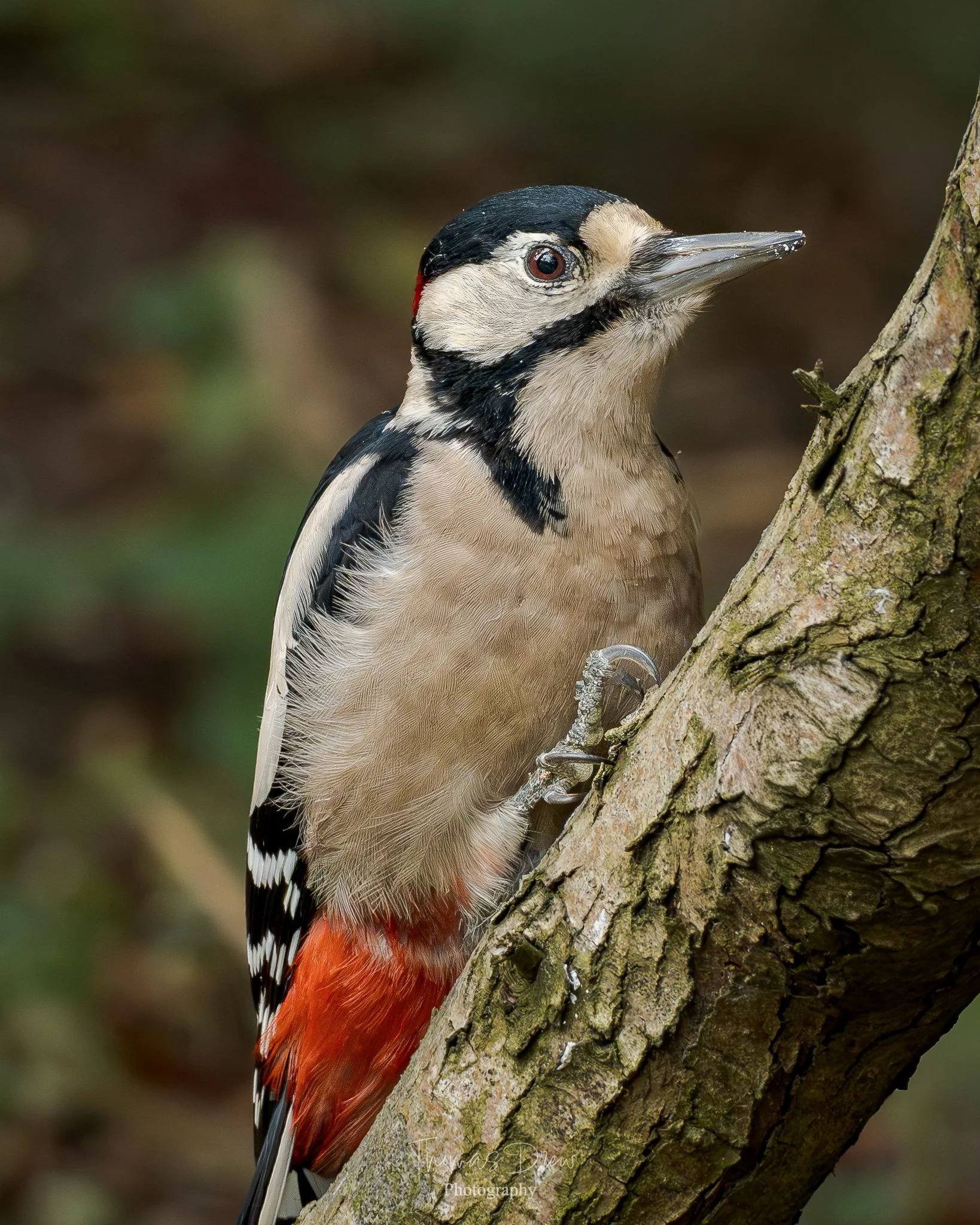 A Great Spotted Woodpecker perched on a tree branch, facing right, with a black and white head, beige body, and red lower belly.