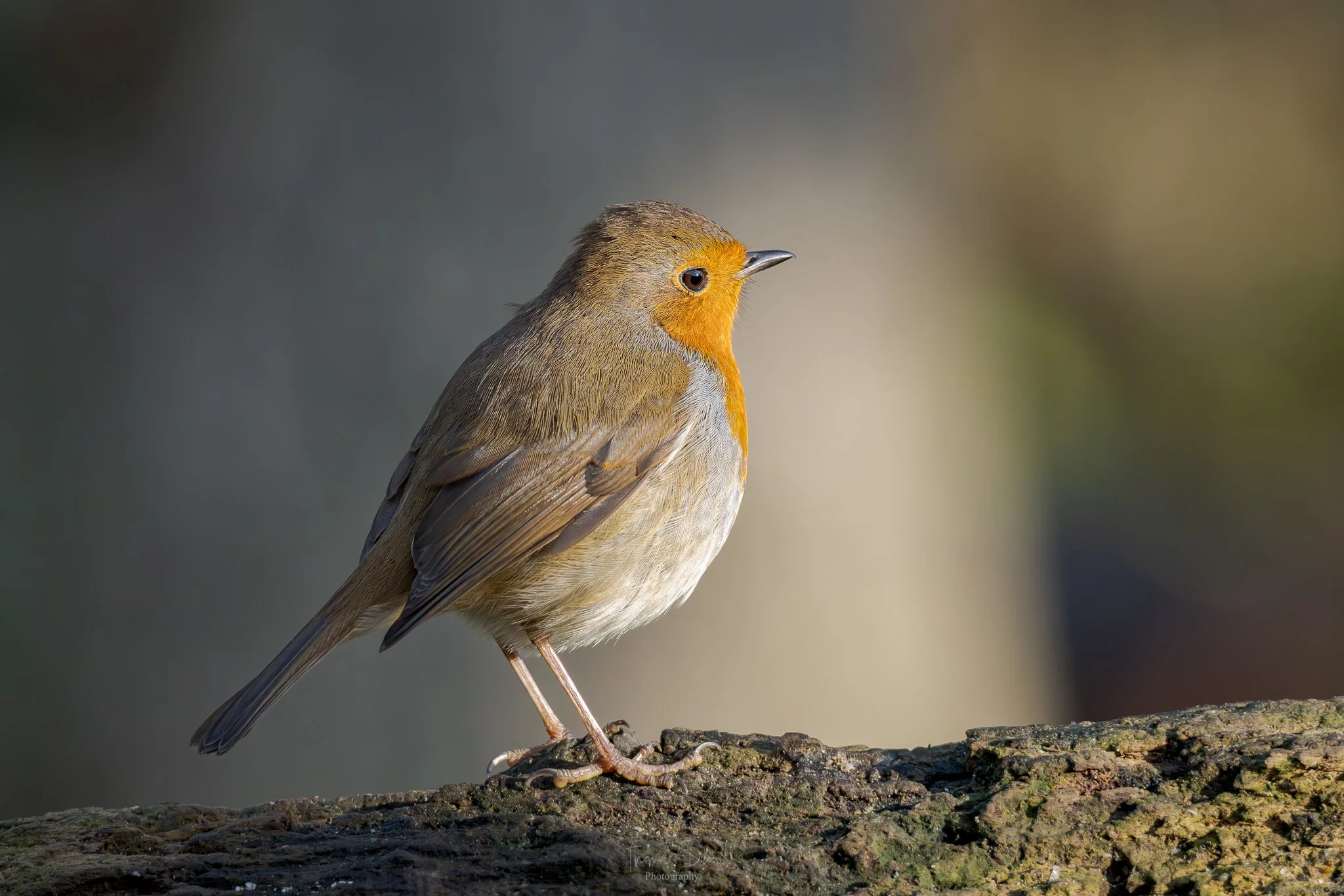 A small Robin bird with brown and orange feathers perched on a branch.
