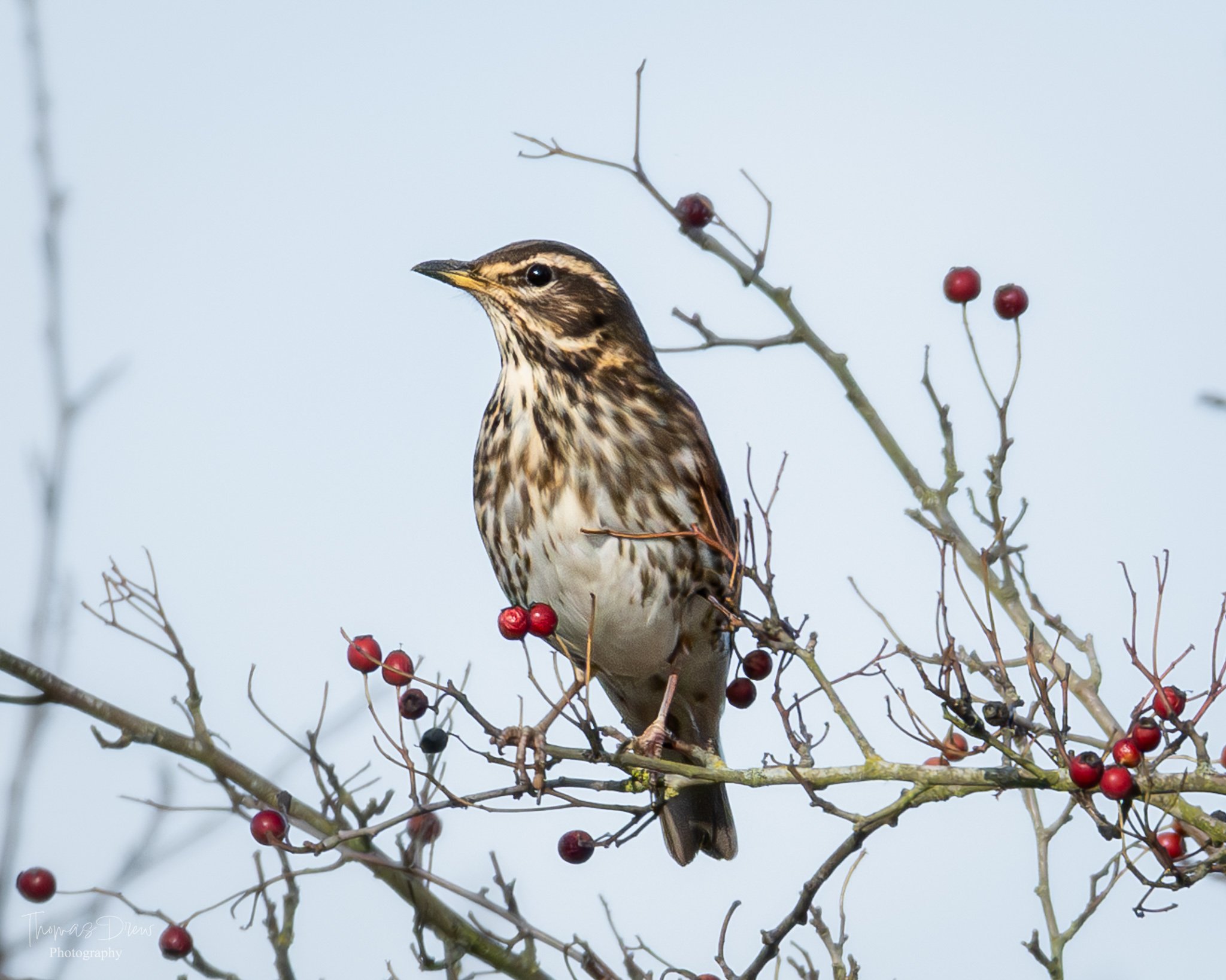 A Redwing, a bird with brown and white streaked feathers perched on a bare twig with red berries against a light blue sky.