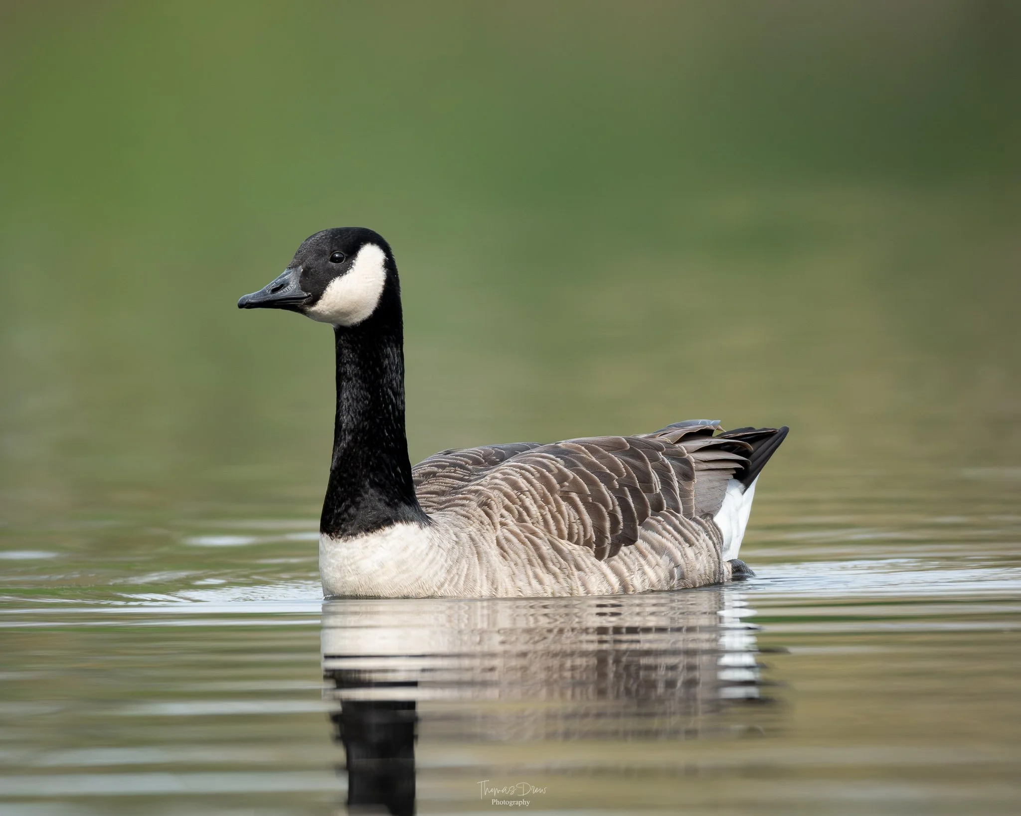 Image of a Canada goose swimming in calm water with a blurred green background.