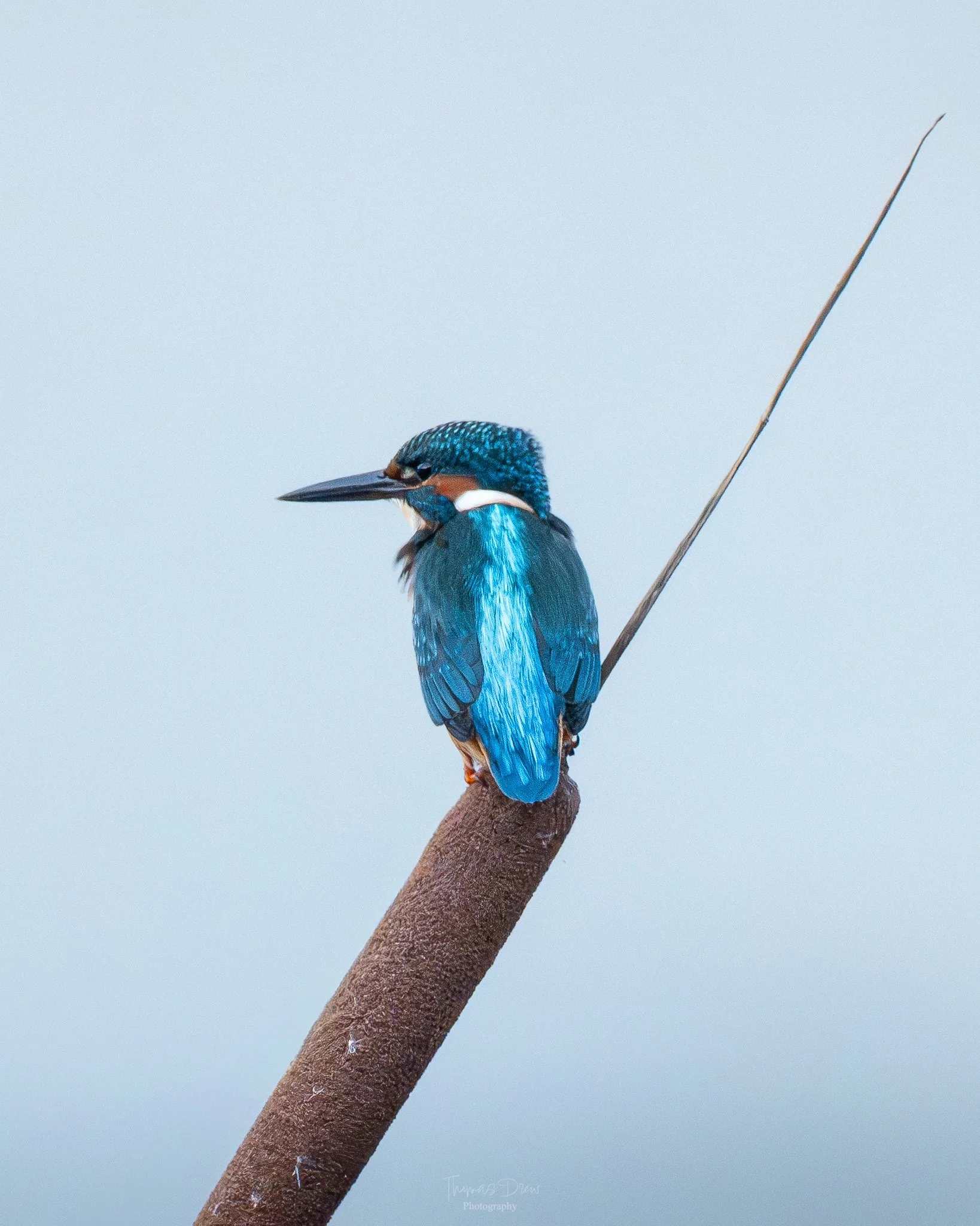 A kingfisher bird with bright blue feathers perches on a brown reed against a pale blue sky background.