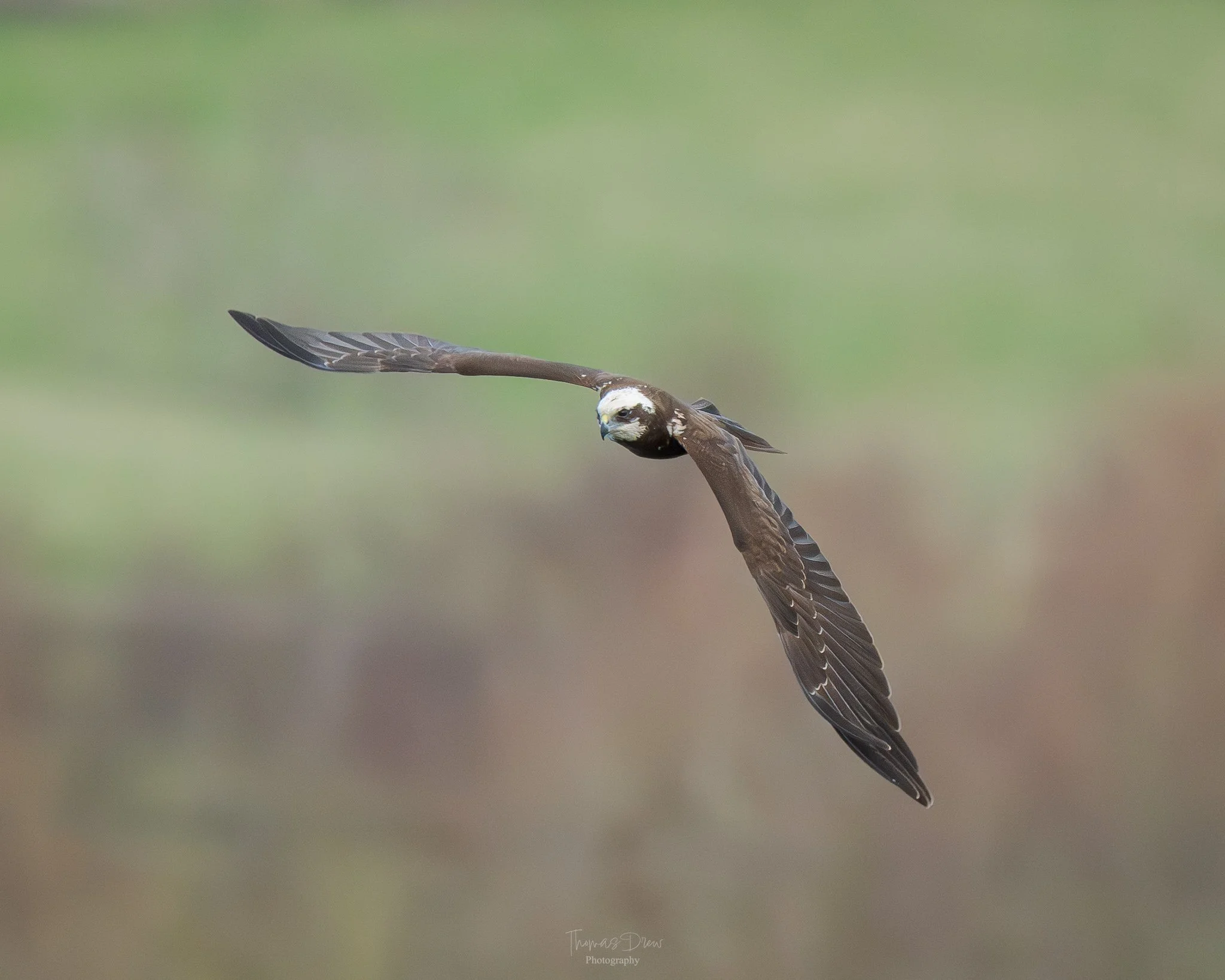 A Marsh Harrier in flight with brown and white feathers, flying against a blurred green and brown background.