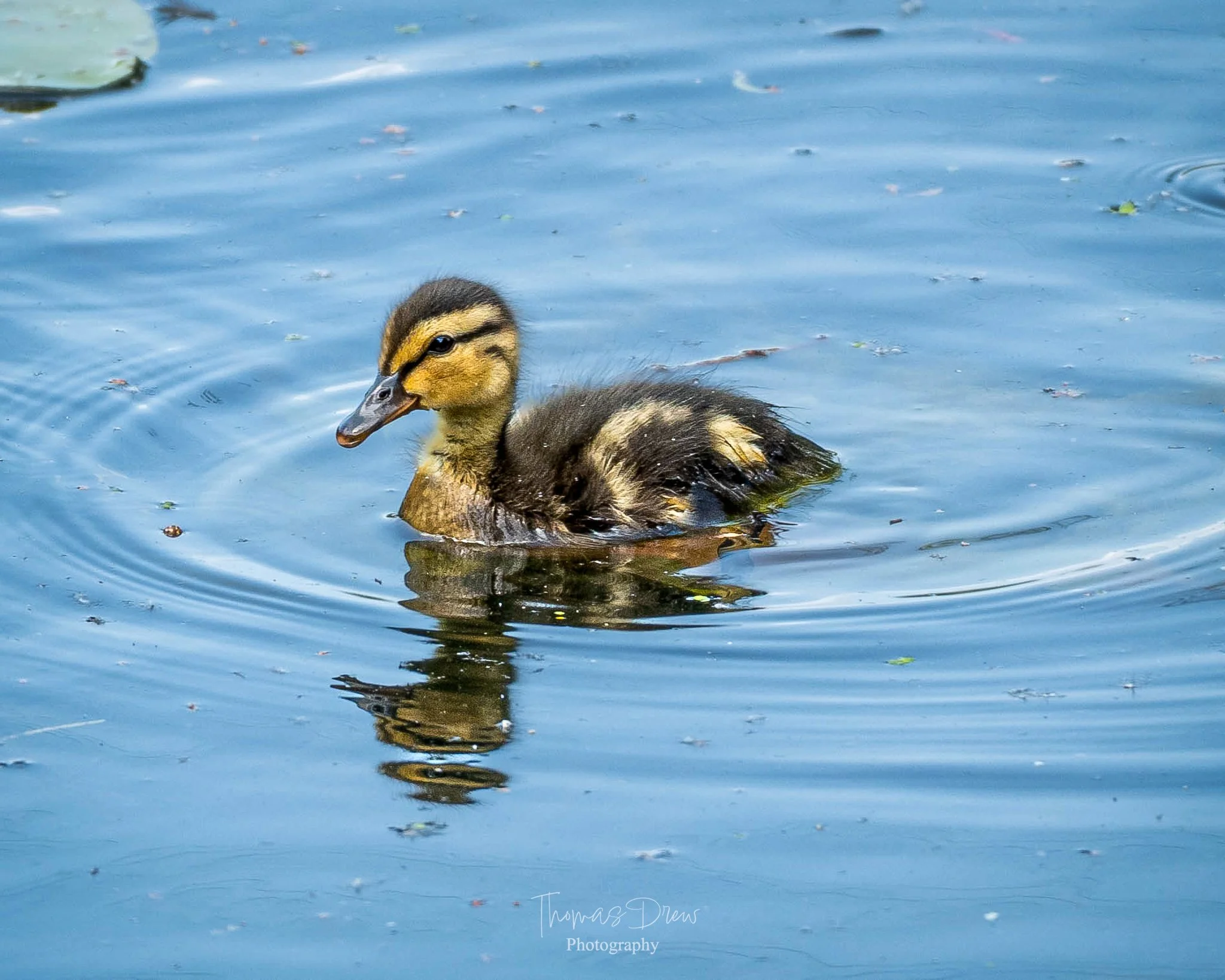 A young Mallard duckling swimming in a body of water.