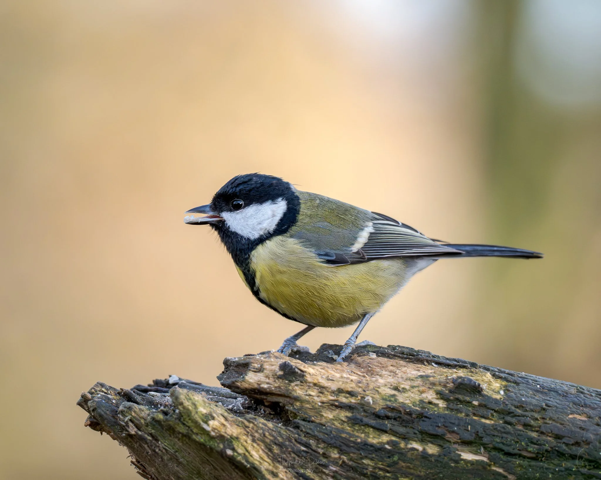 Close-up of a Great Tit, a small bird perched on a weathered wood log, with a black and white head, greenish-yellow body, and thin beak, against a blurred beige background.