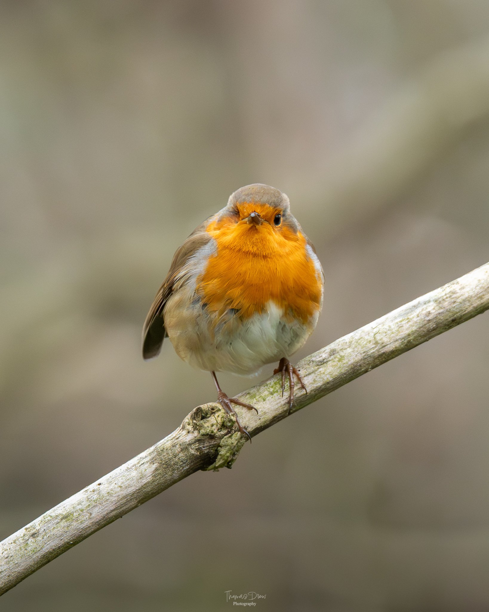 A small Robin bird with an orange chest and face, perched on a thin branch against a blurred background.
