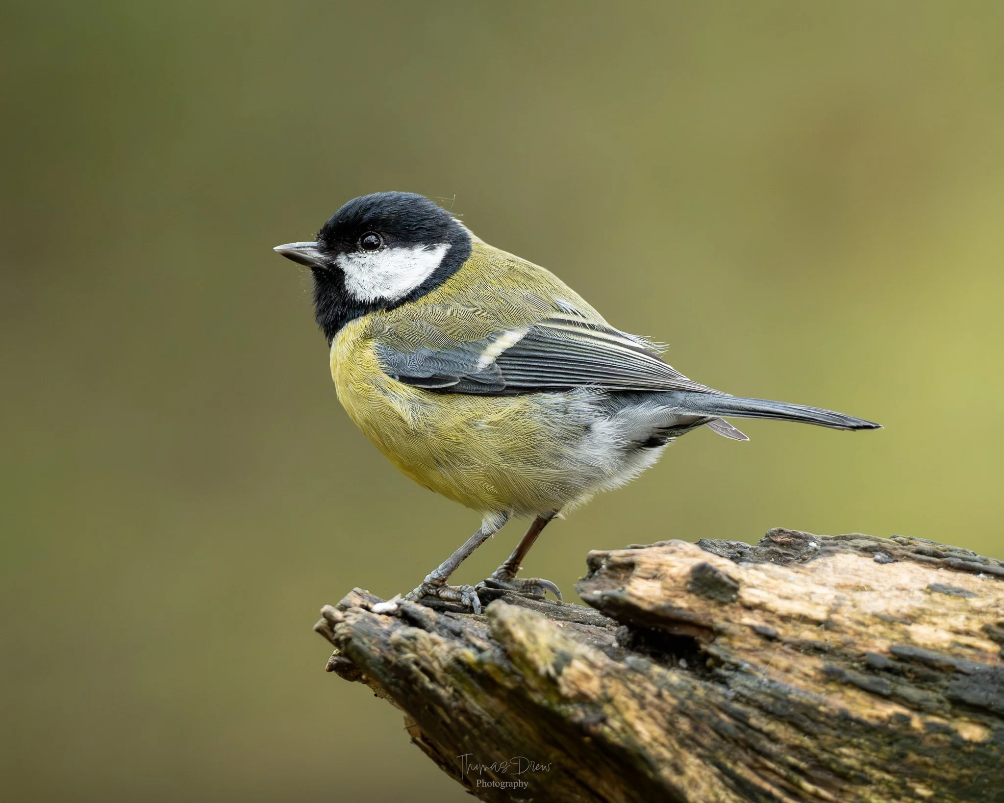 Image of a small bird, a great tit, perched on a branch with a blurred green background.
