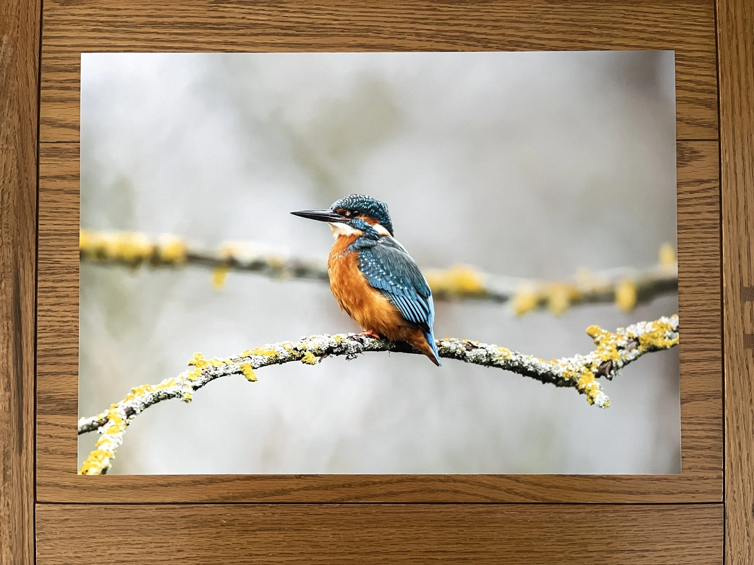 A colorful kingfisher bird perched on a lichen-covered branch with a blurred natural background.