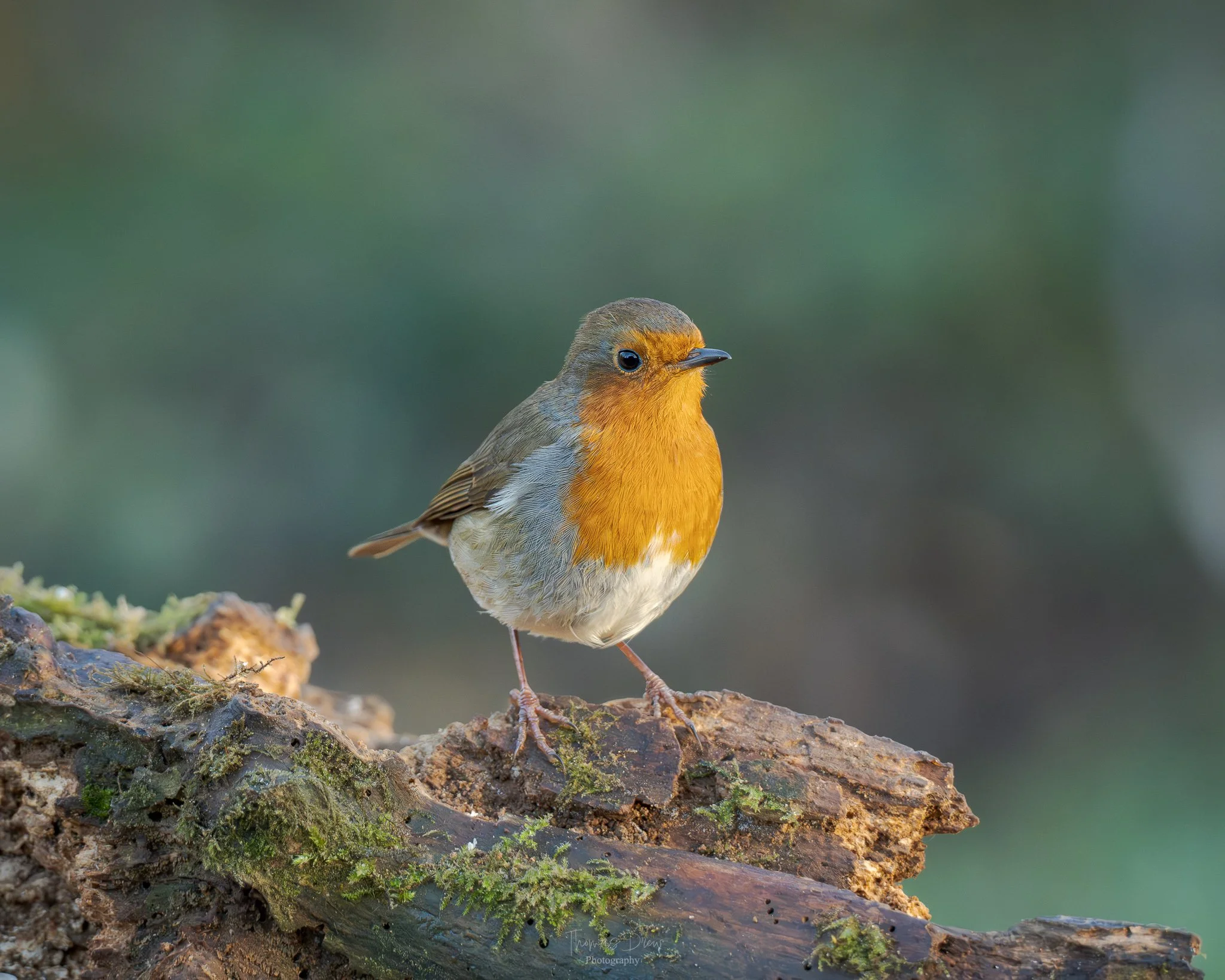 A Robin, with orange breast and face, gray wings, and white belly perched on a mossy log.