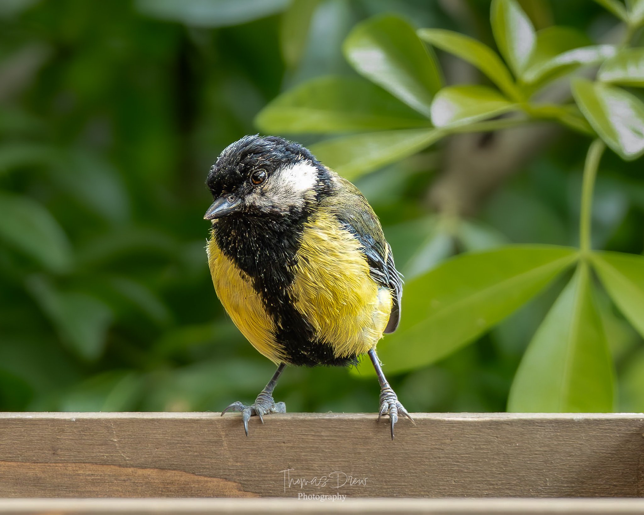 A Great Tit, a small bird with black, white, and yellow feathers perched on a wooden ledge, with green leaves in the background.