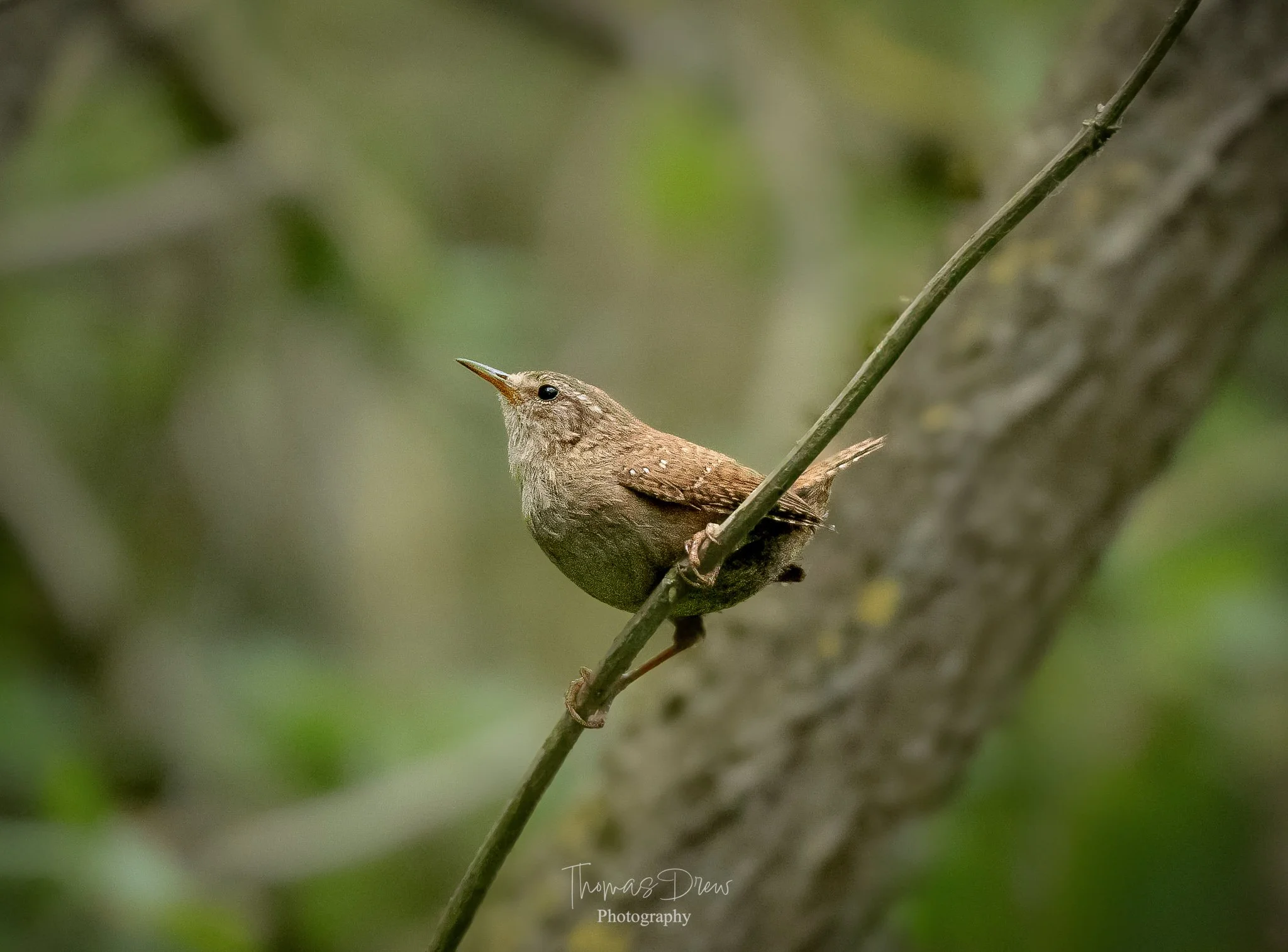 Image of a Wren, a small bird with brown and grey feathers perched on a thin branch, with a blurred green foliage background.