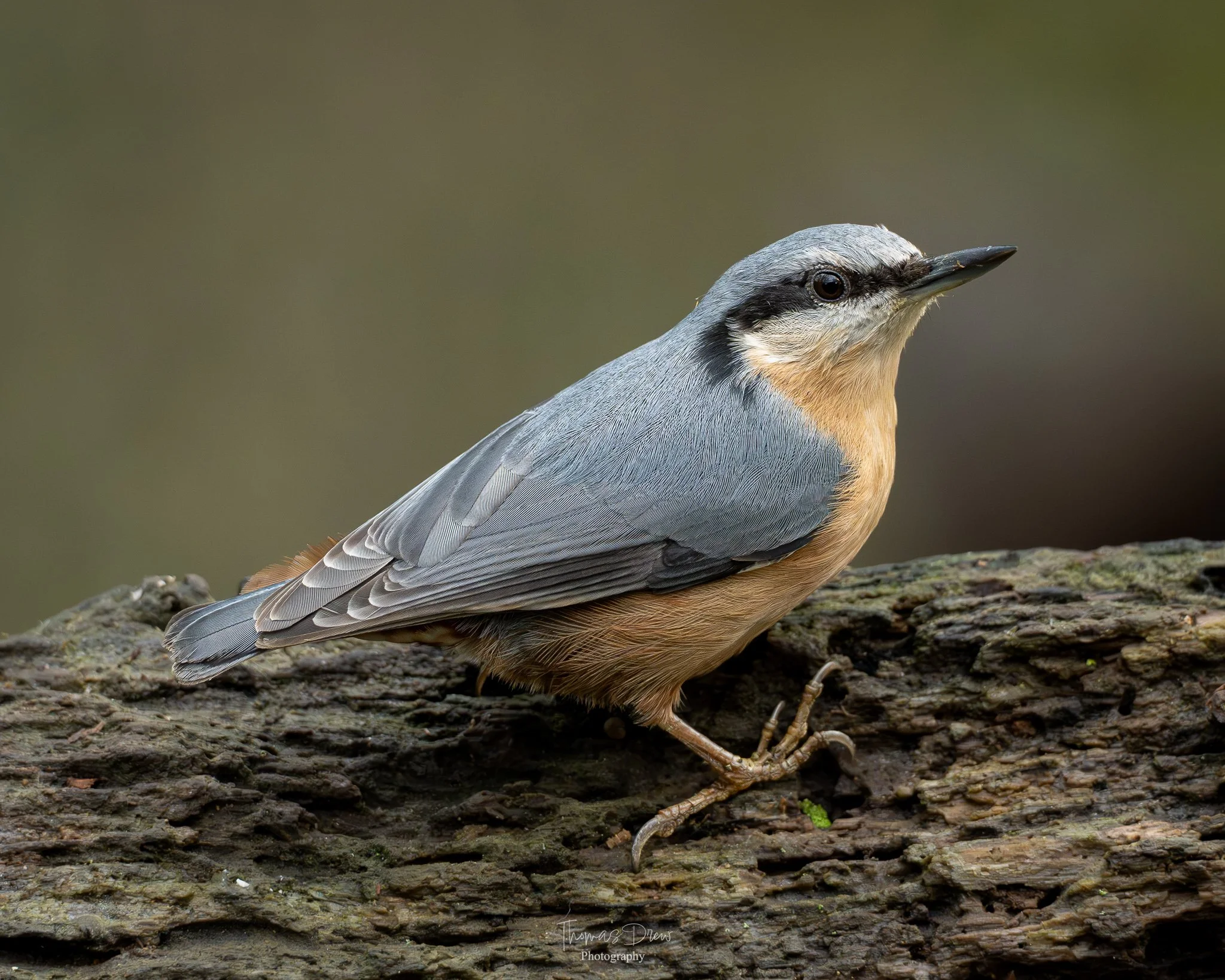A close-up of a nuthatch bird perched on a textured log with a blurred background.