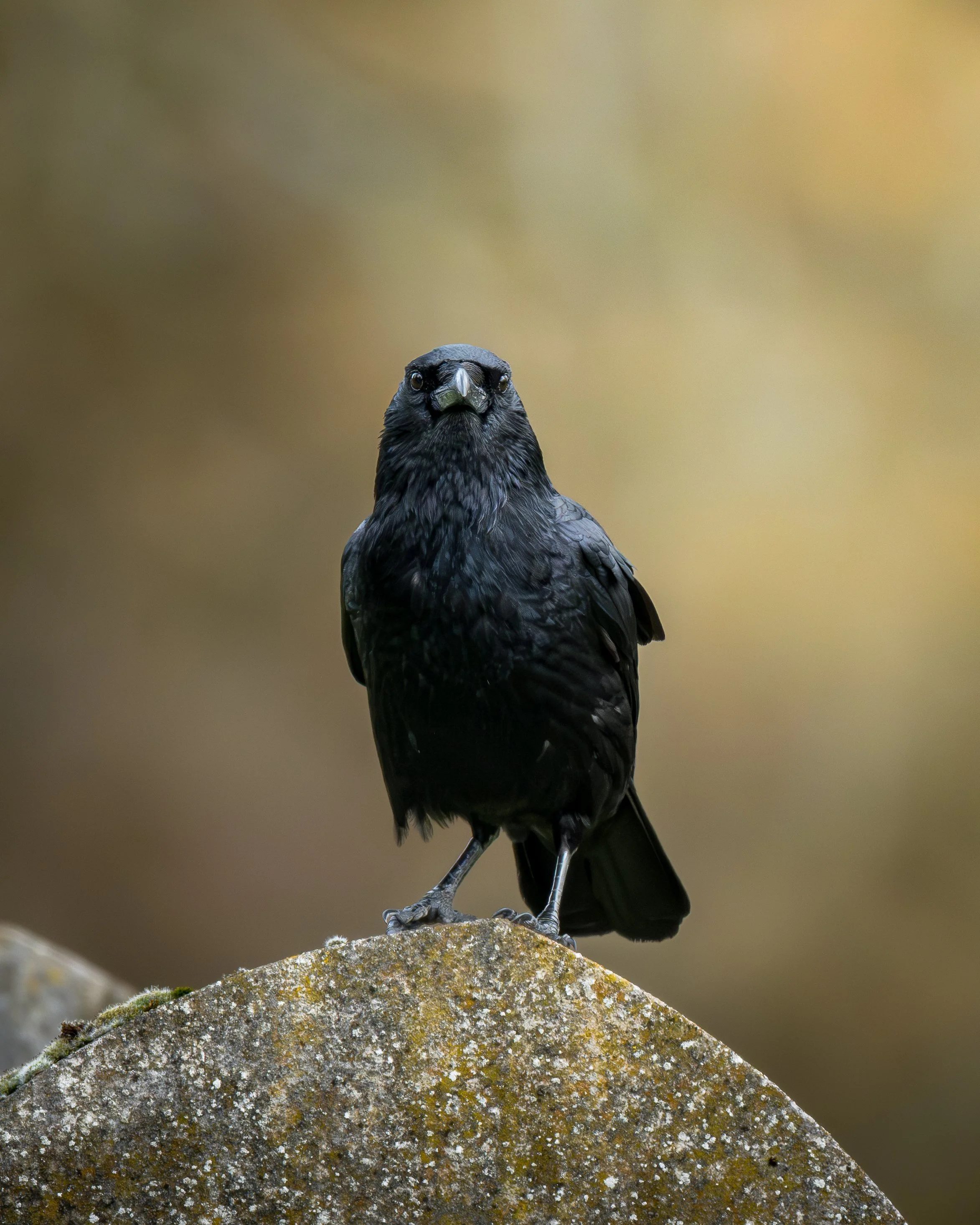 Image of a Carrion Crow, perched on a mossy rock with a blurred brown and green background.