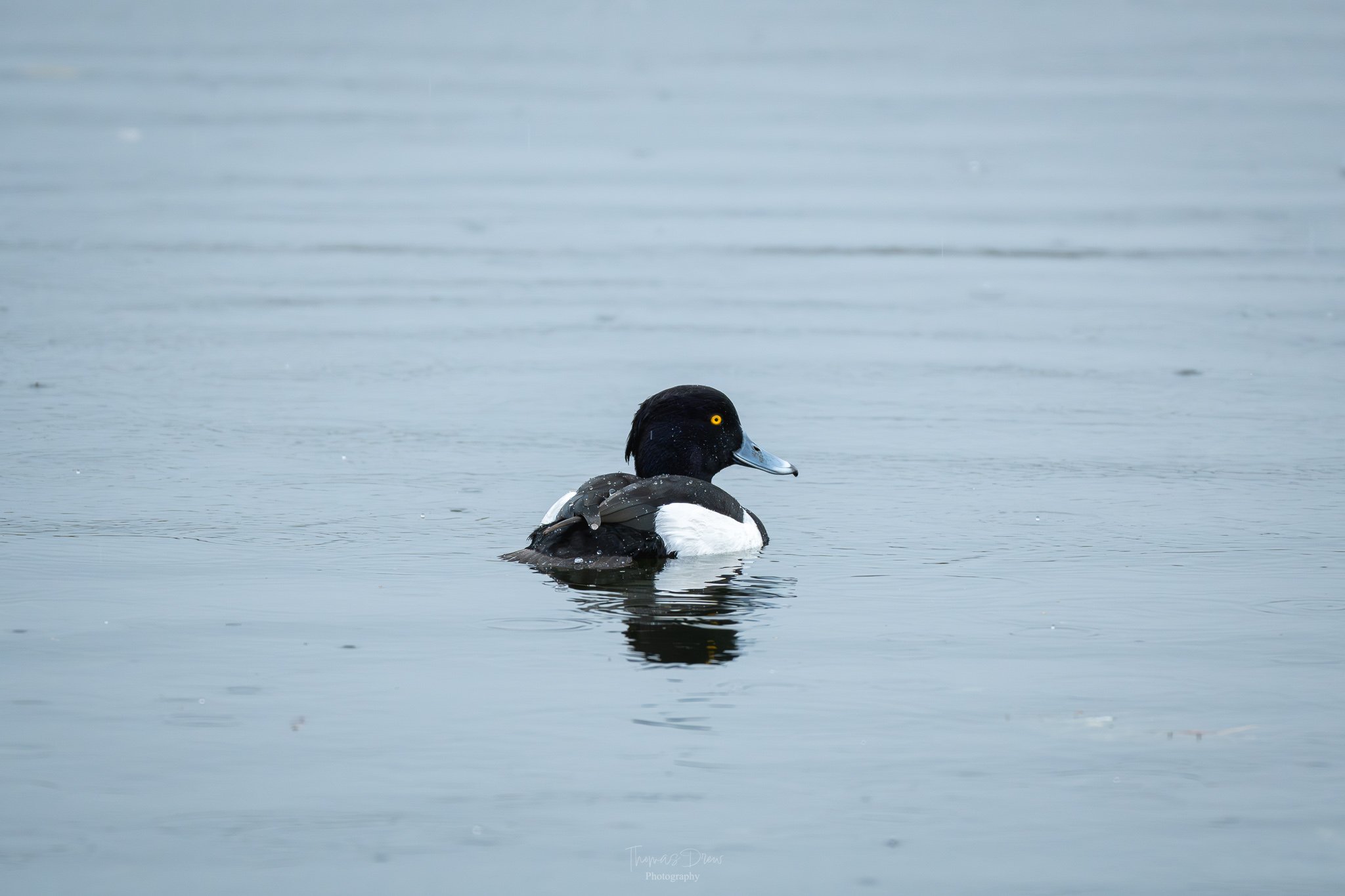 Image of a male tufted duck floating on a calm body of water, looking to the right.