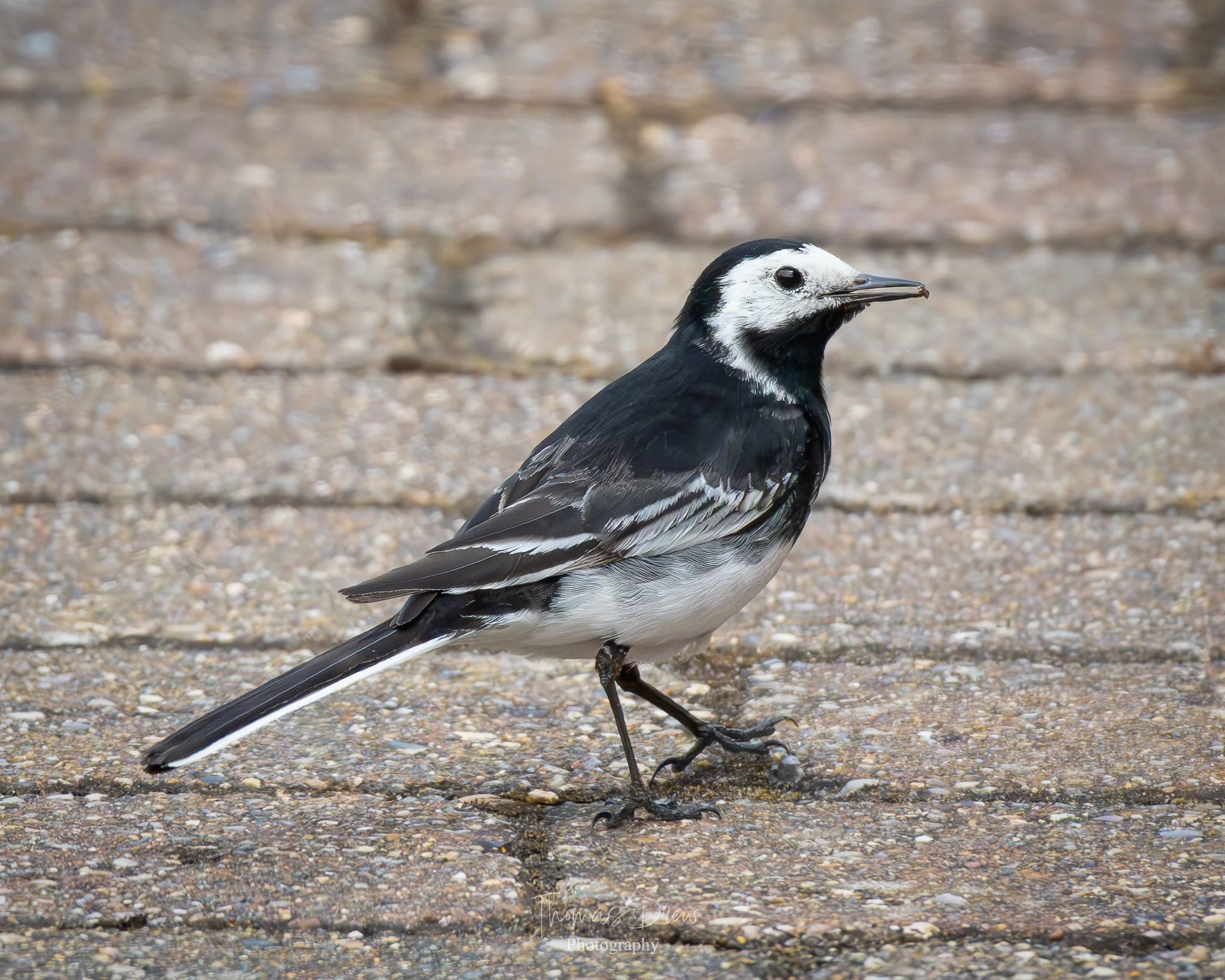 A black and white bird, a Pied Wagtail, standing on brick block paving.