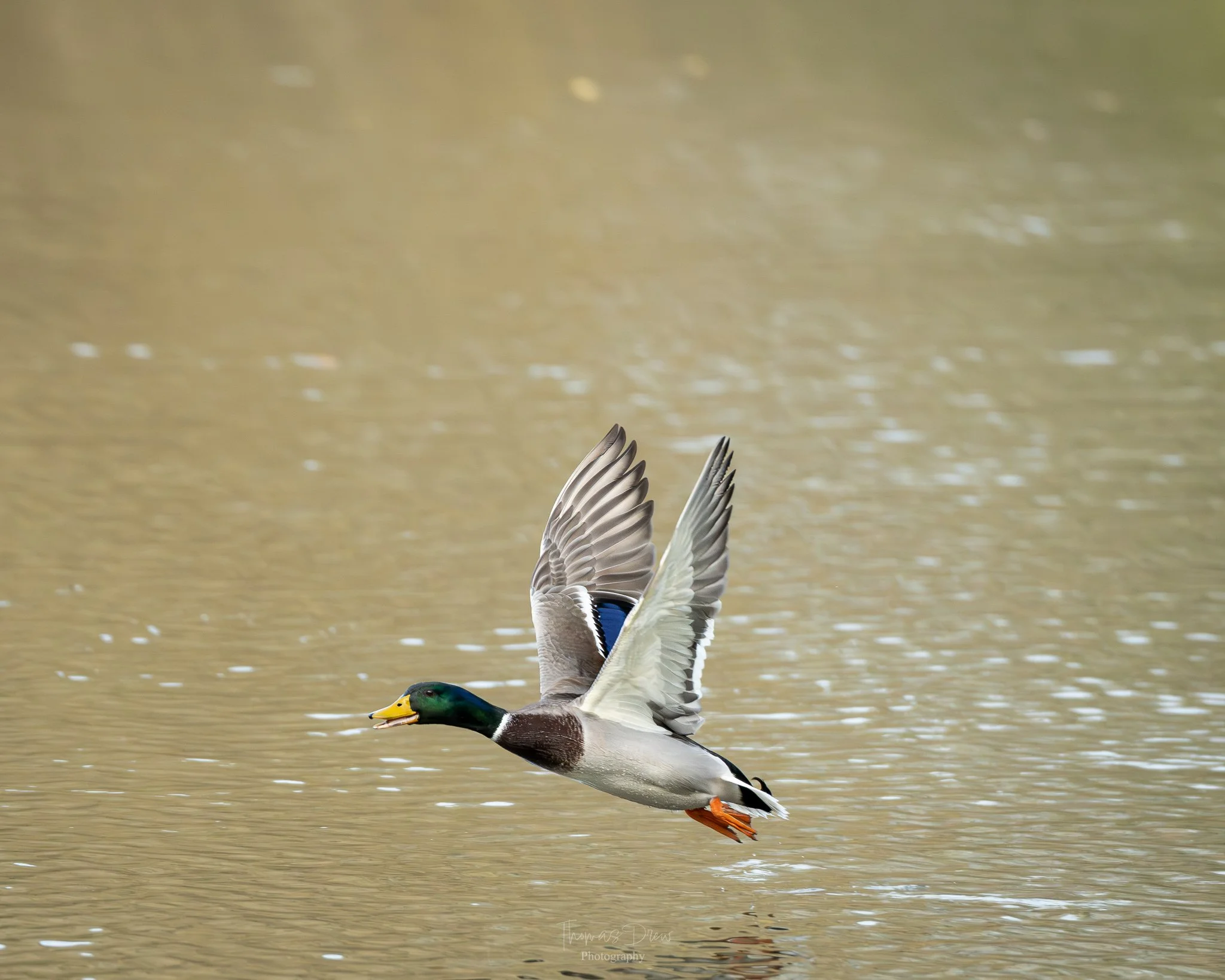 A Mallard duck flying low over a body of water with a blurred background.
