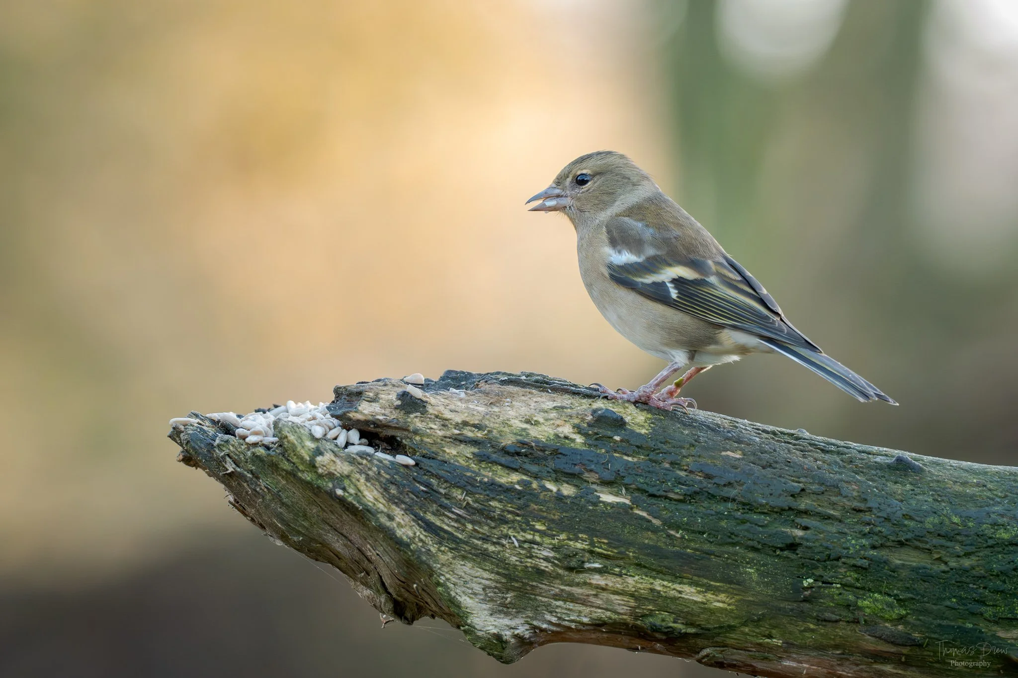 Image of a Chaffinch, a small brown bird with black, white, and yellow markings on its wings perched on a weathered, mossy piece of wood with white seeds nearby, against a blurred natural background.