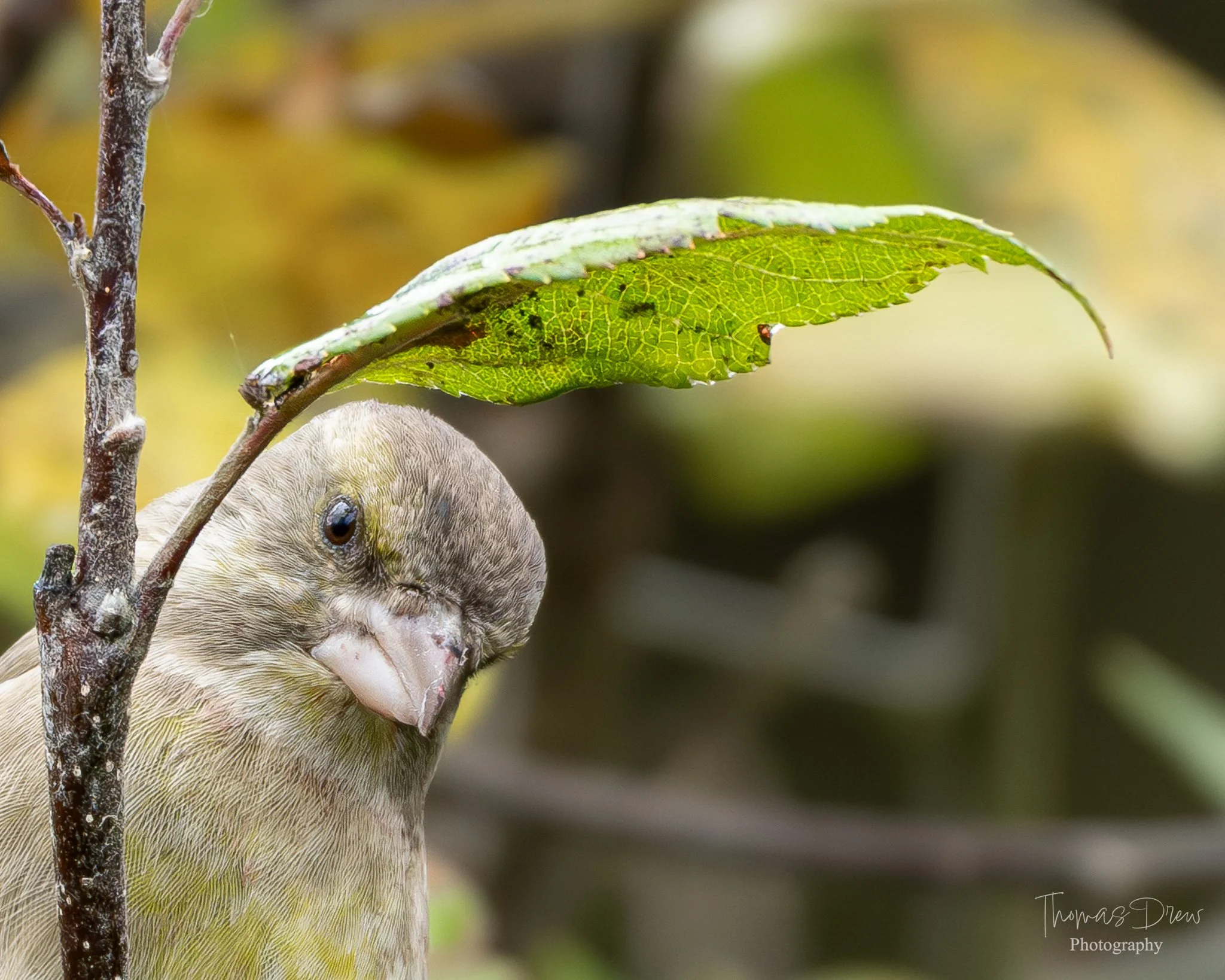 A Greenfinch, a small bird peeking out from behind a branch and leaf, with a neutral expression, in a natural outdoor setting.
