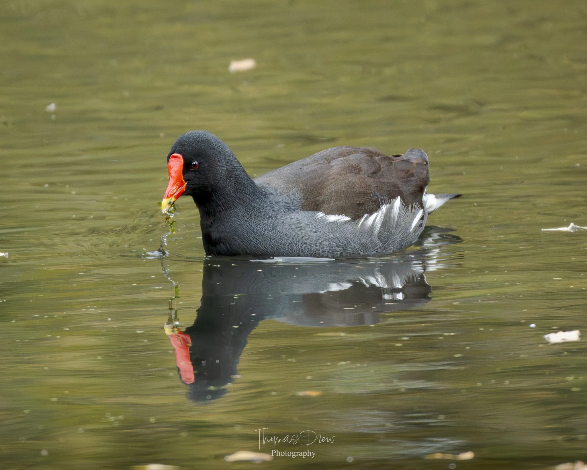 A common moorhen swimming in water, with a red beak and black and brown feathers, holding some green aquatic plants in its beak.