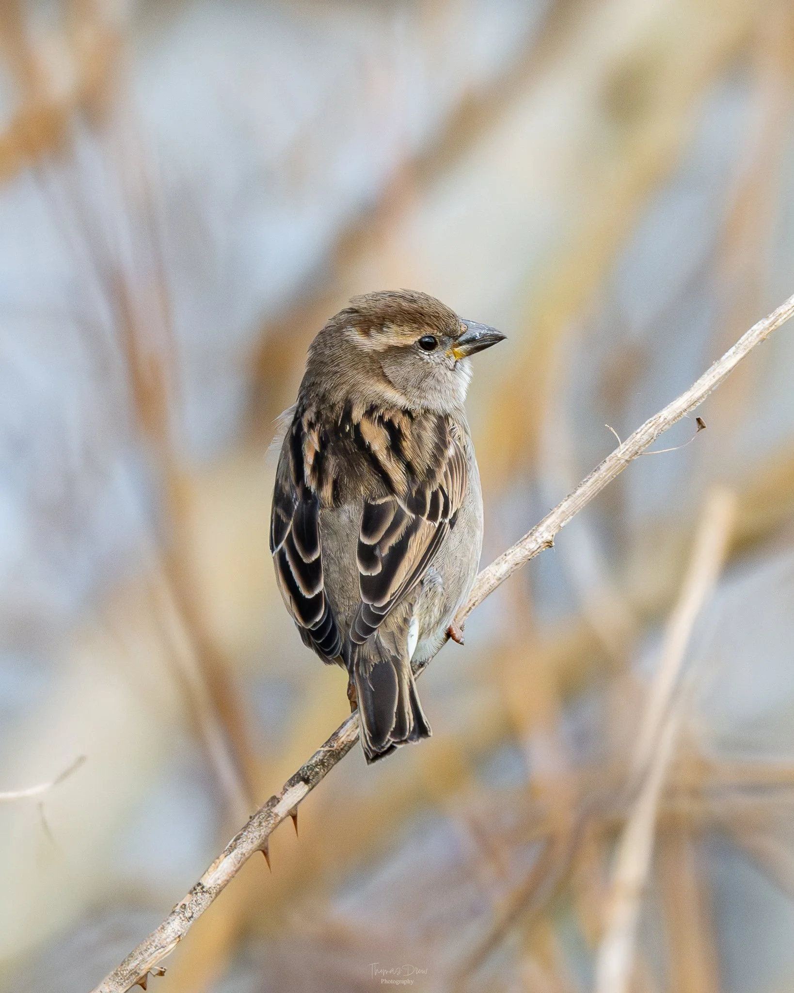 Image of a House Sparrow, a small brown bird perched on a thin, leafless branch with a blurred background of similar branches.