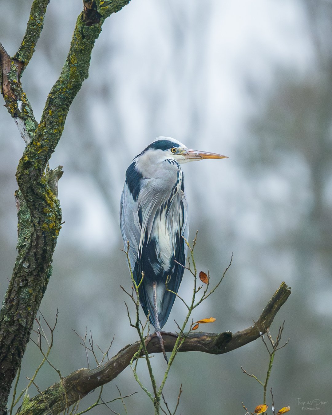 A heron perched on a tree branch in a misty outdoor setting, with a blurred background of grey and green tones.