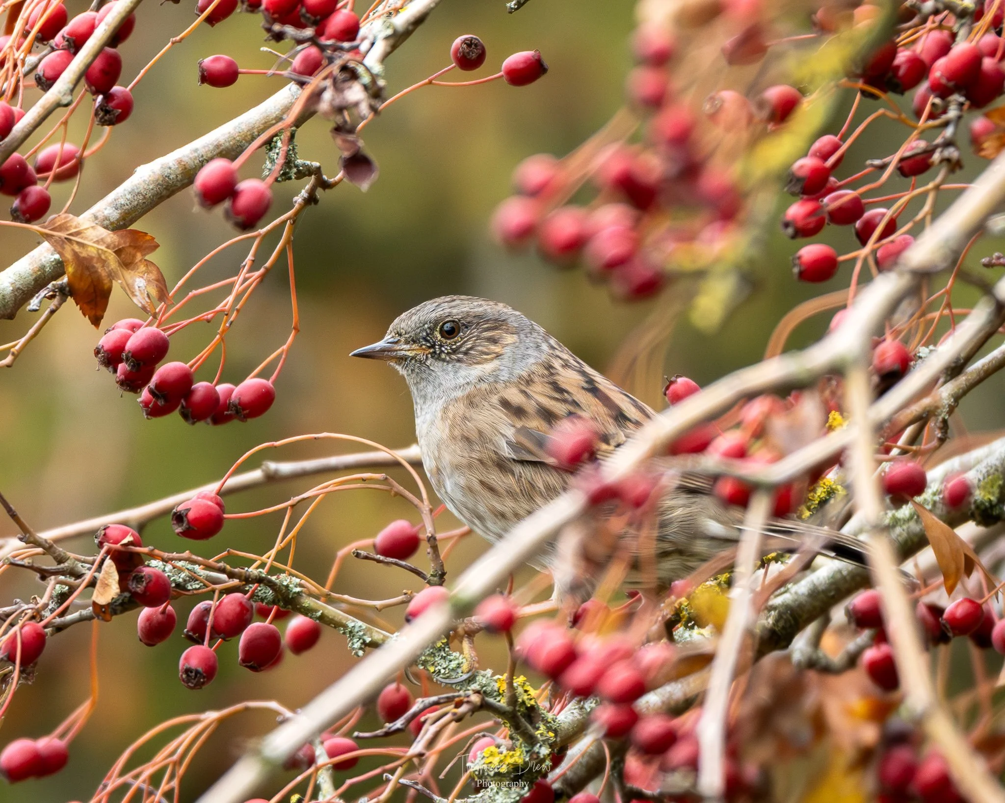 A Dunnock, a bird perched on a branch among red berries and autumnal leaves.