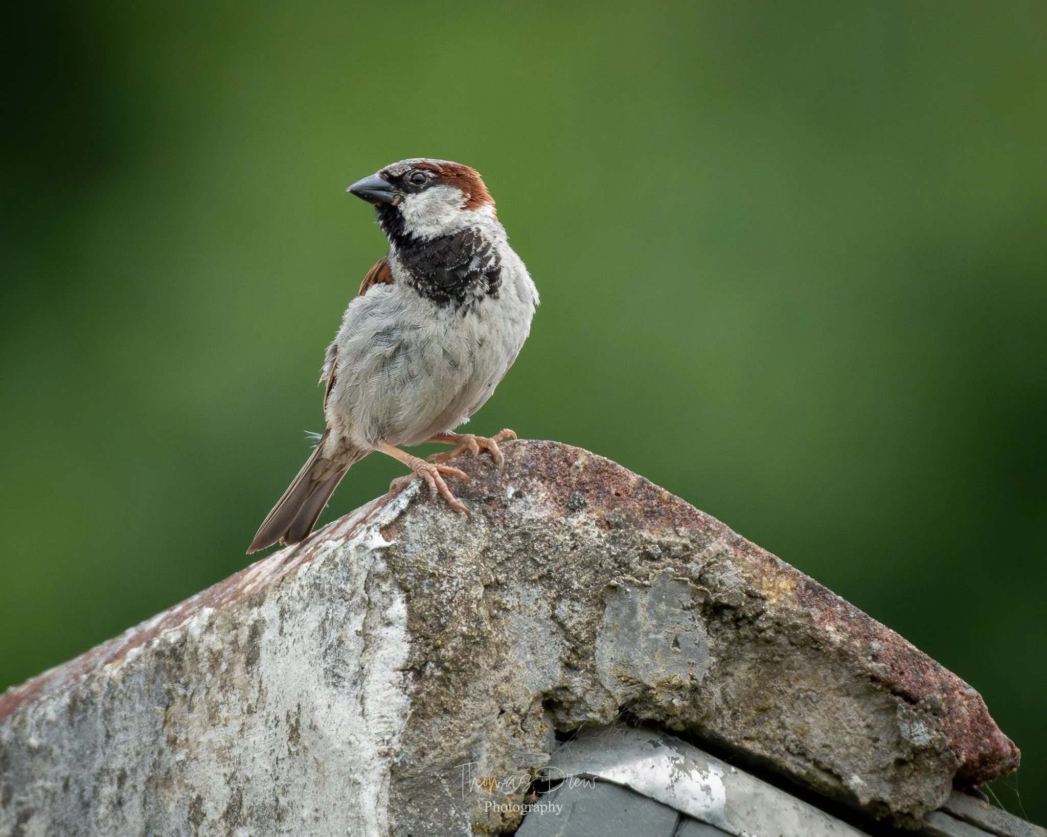 Image of a sparrow perched on a weathered, moss-covered stone surface against a blurred green background.