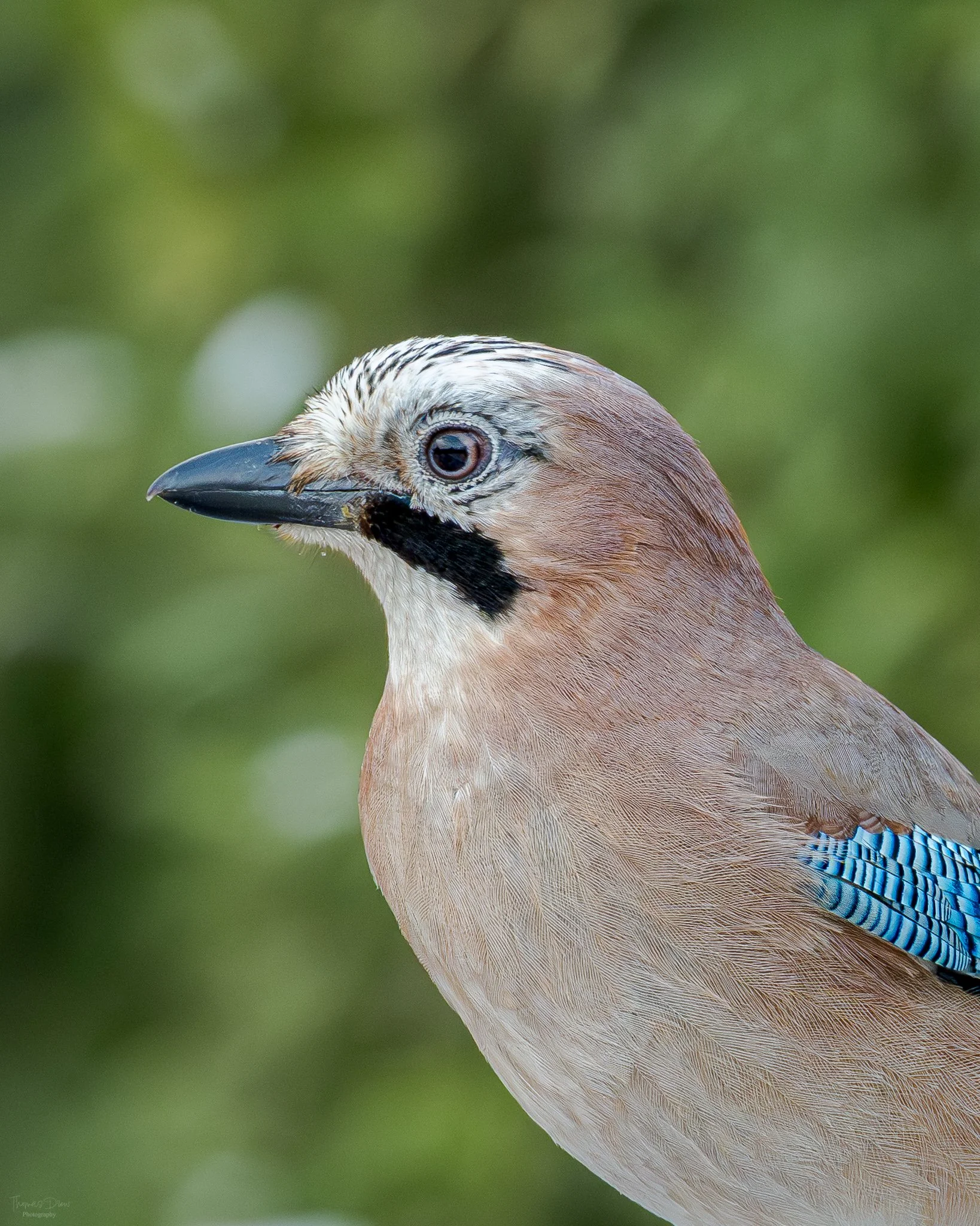 A close-up of a Eurasian Jay bird showing its distinctive colorful feathers and sharp beak, with a blurred green background.