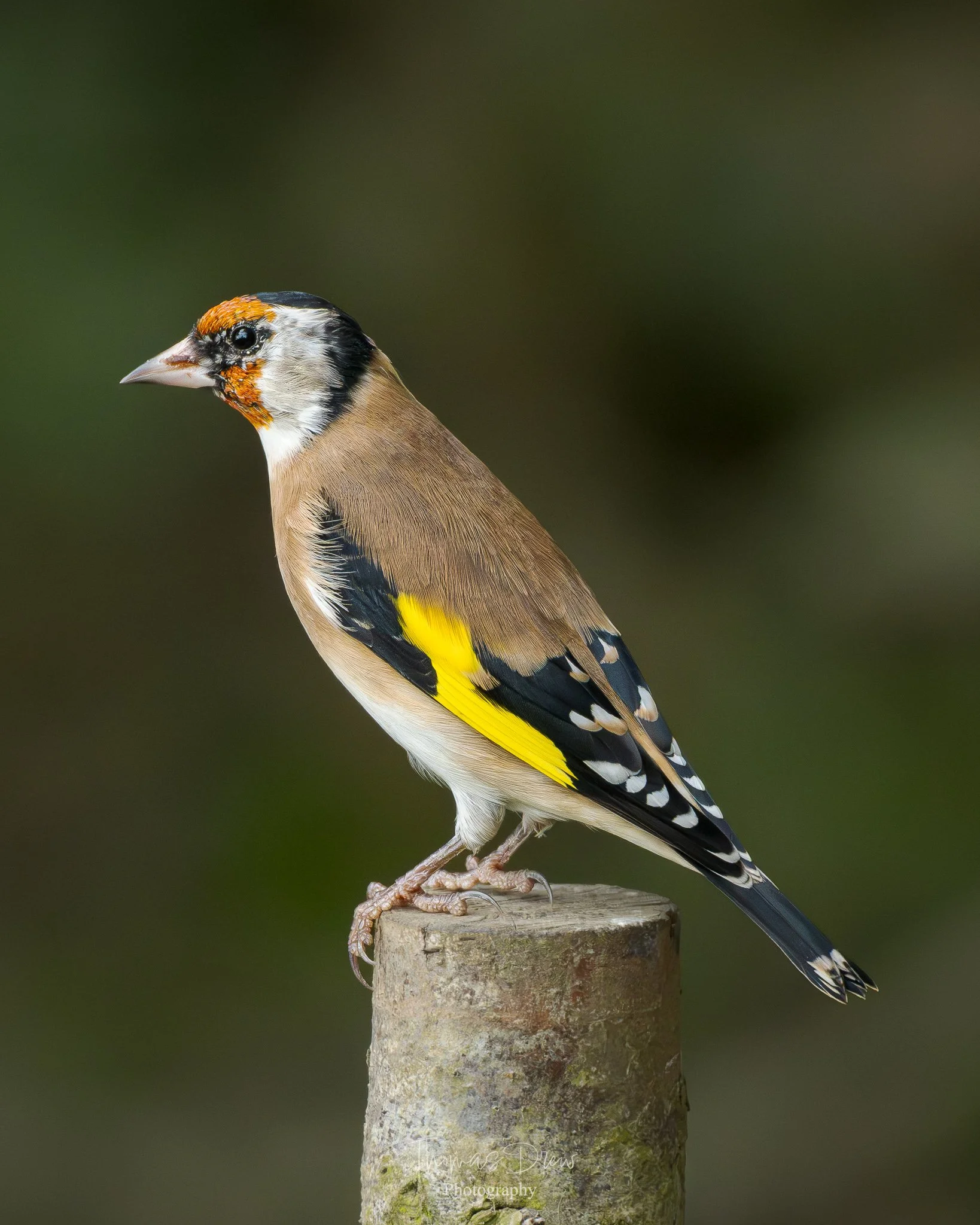 A close-up image of a colourful Goldfinch bird perched on a wooden post.