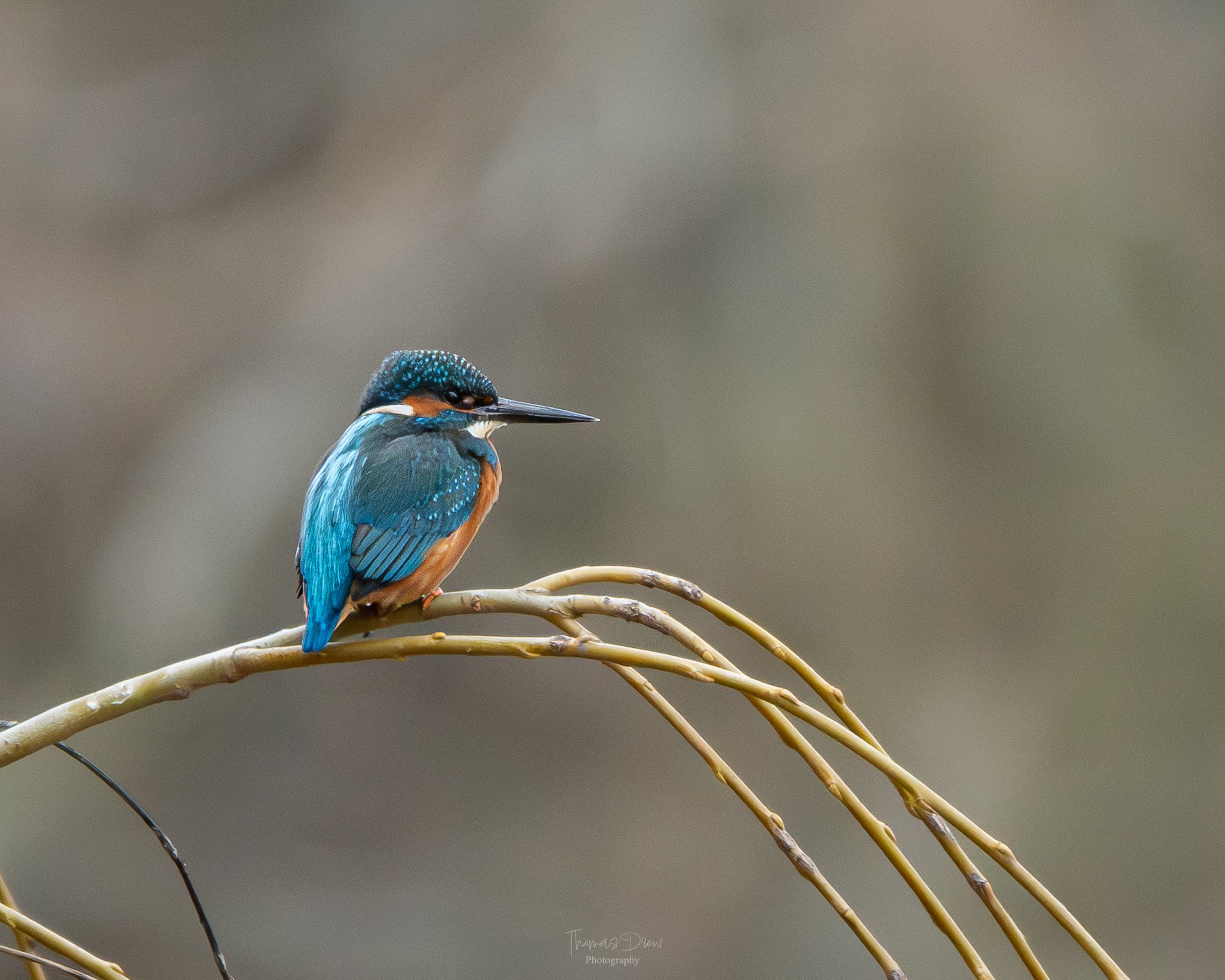 A kingfisher bird with blue and orange plumage perched on a thin, curved branch against a blurred neutral background.