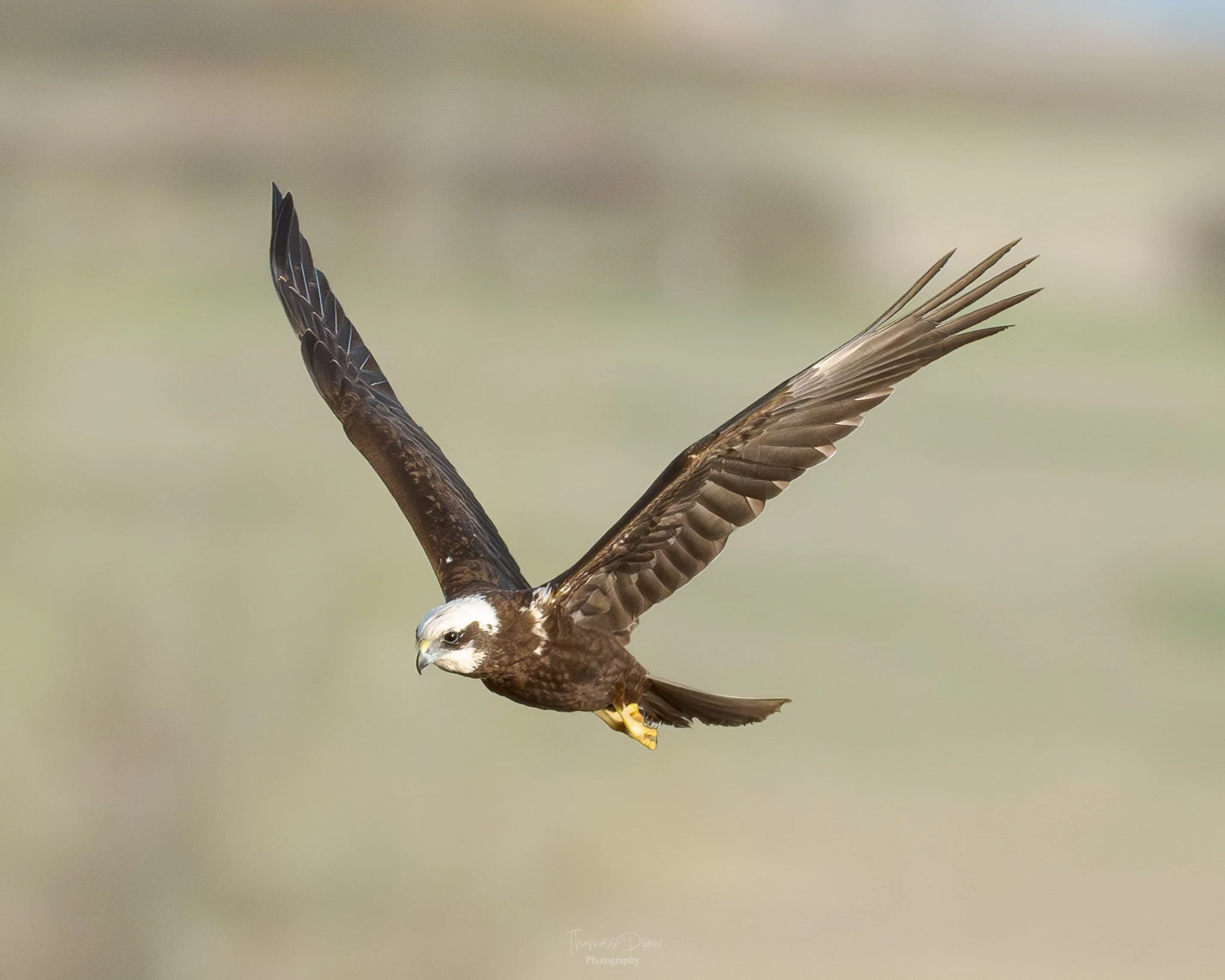 Image of a Marsh Harrier in flight with brown and white feathers, a yellow beak, and yellow talons.