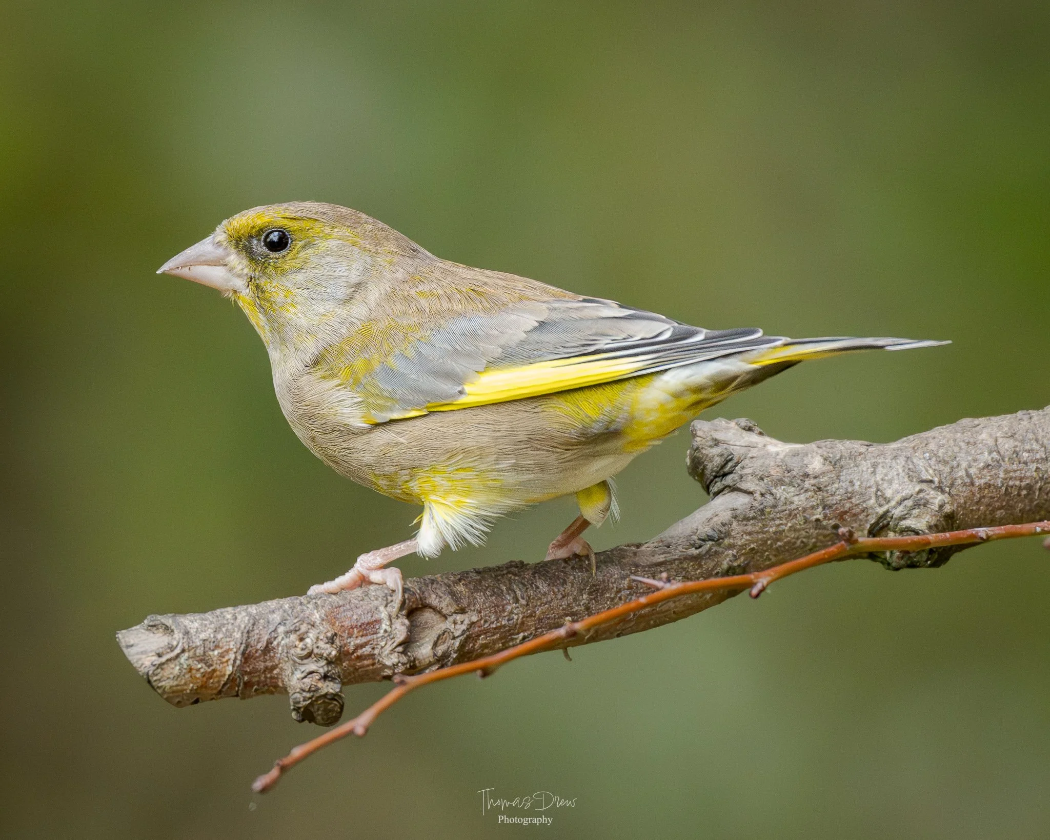 A Greenfinch, a small yellow and grey bird perched on a branch with a blurred green background.