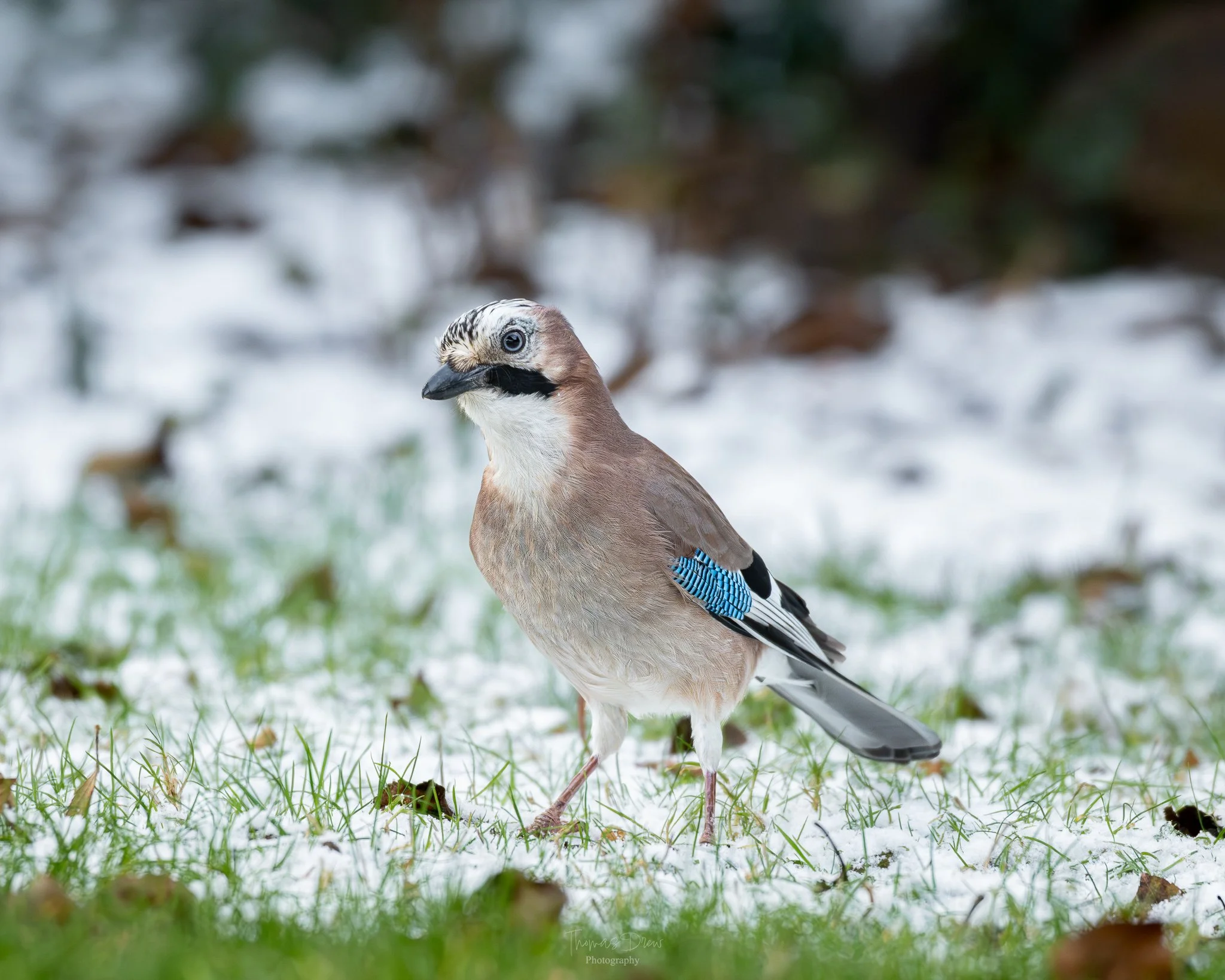 A Eurasian Jay bird standing on grass with snow and fallen leaves, showing its blue, white, and black plumage.