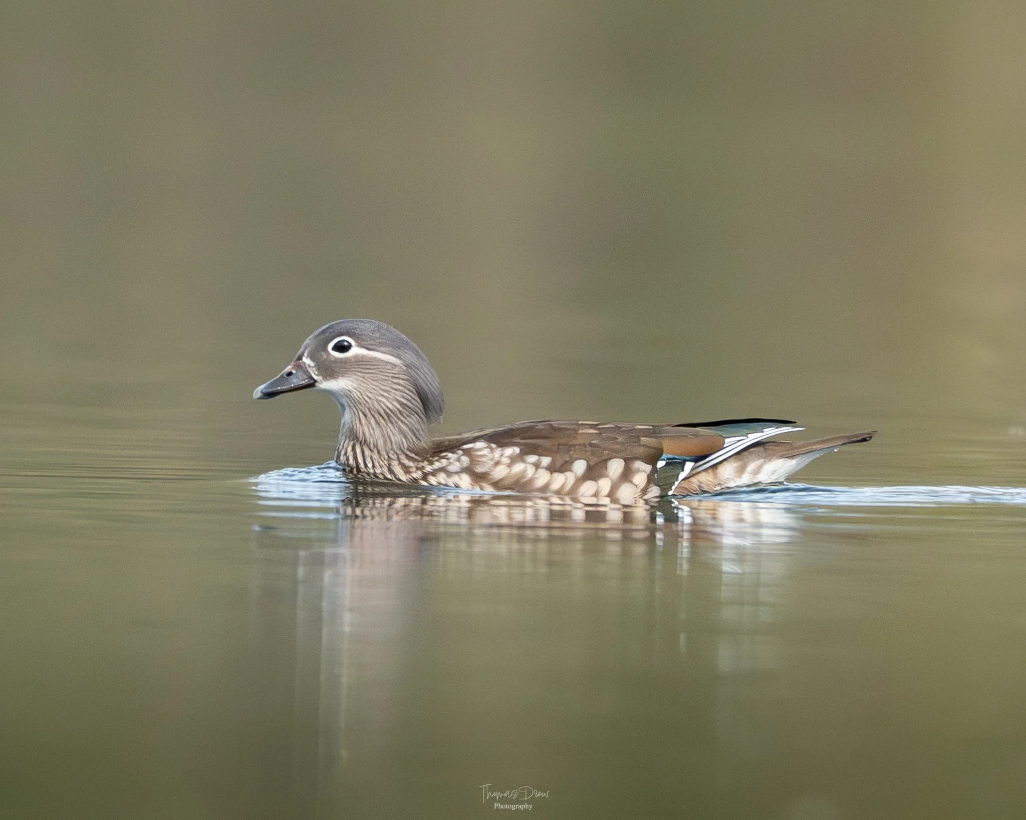 Image of a Female Mandarin Duck swimming in calm water with a blurred background.
