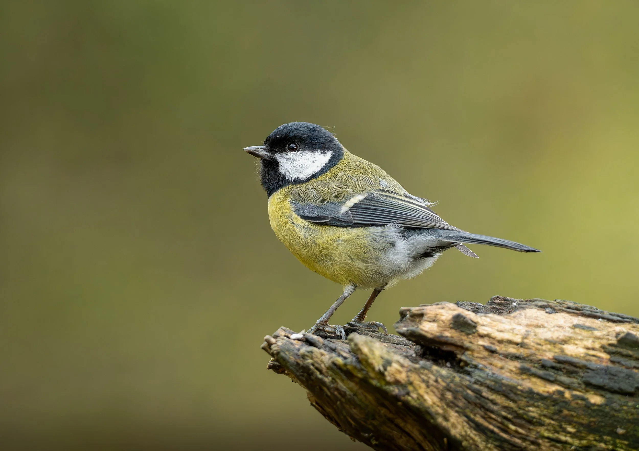 Great Tit perched on a log print