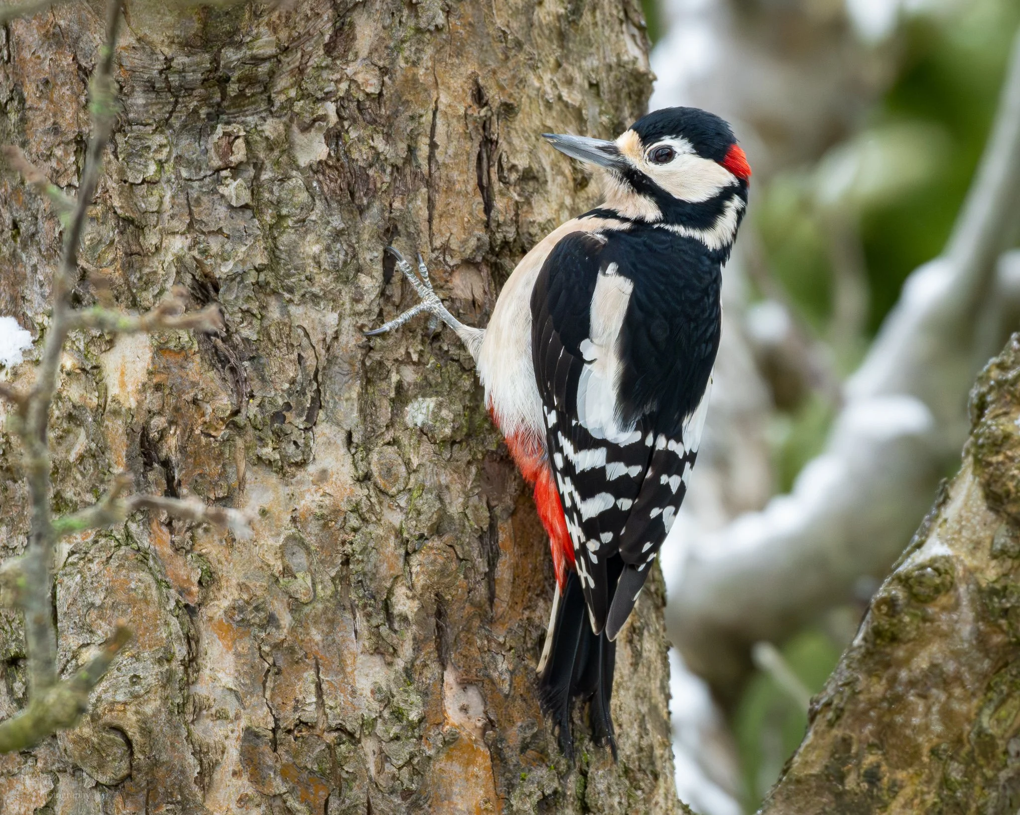 A great spotted woodpecker clinging to the side of a tree trunk, with black, white, and red feathers, in a natural outdoor setting.