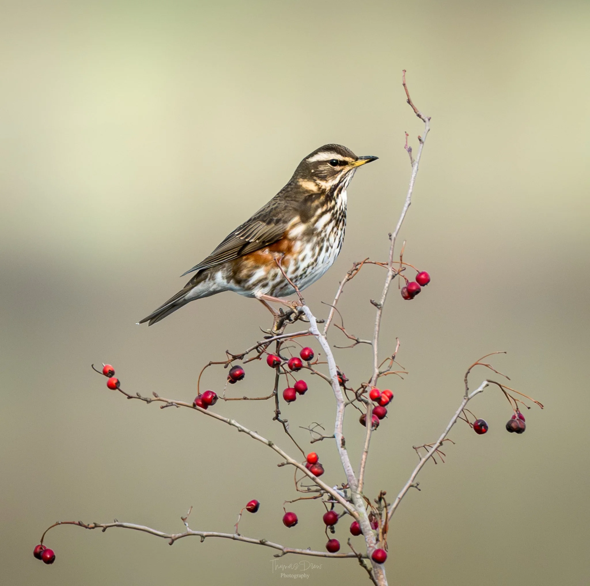 Image of a Redwing, a medium sized bird perched on a branch with red berries.