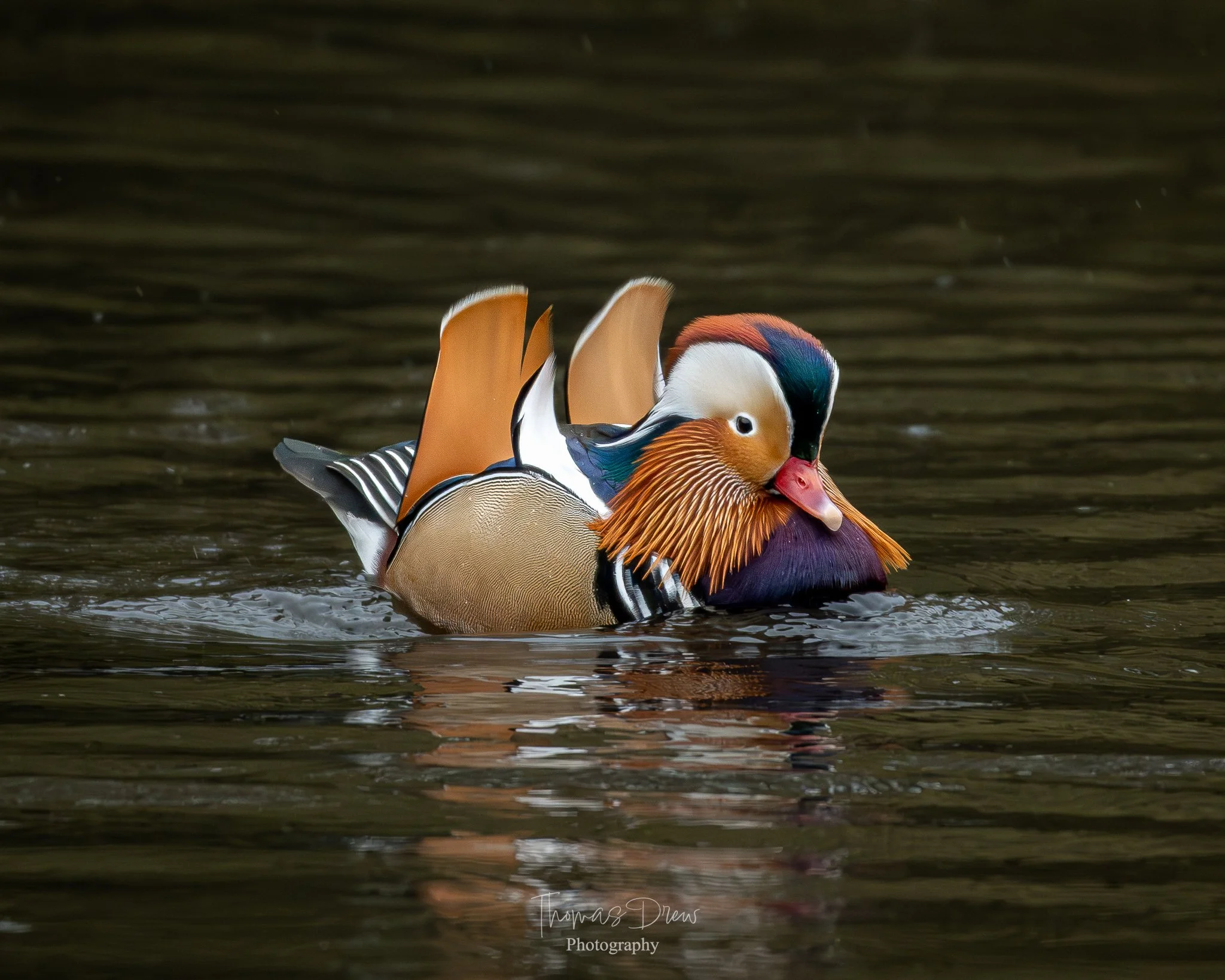 Image of a colourful Mandarin duck swimming on dark water.