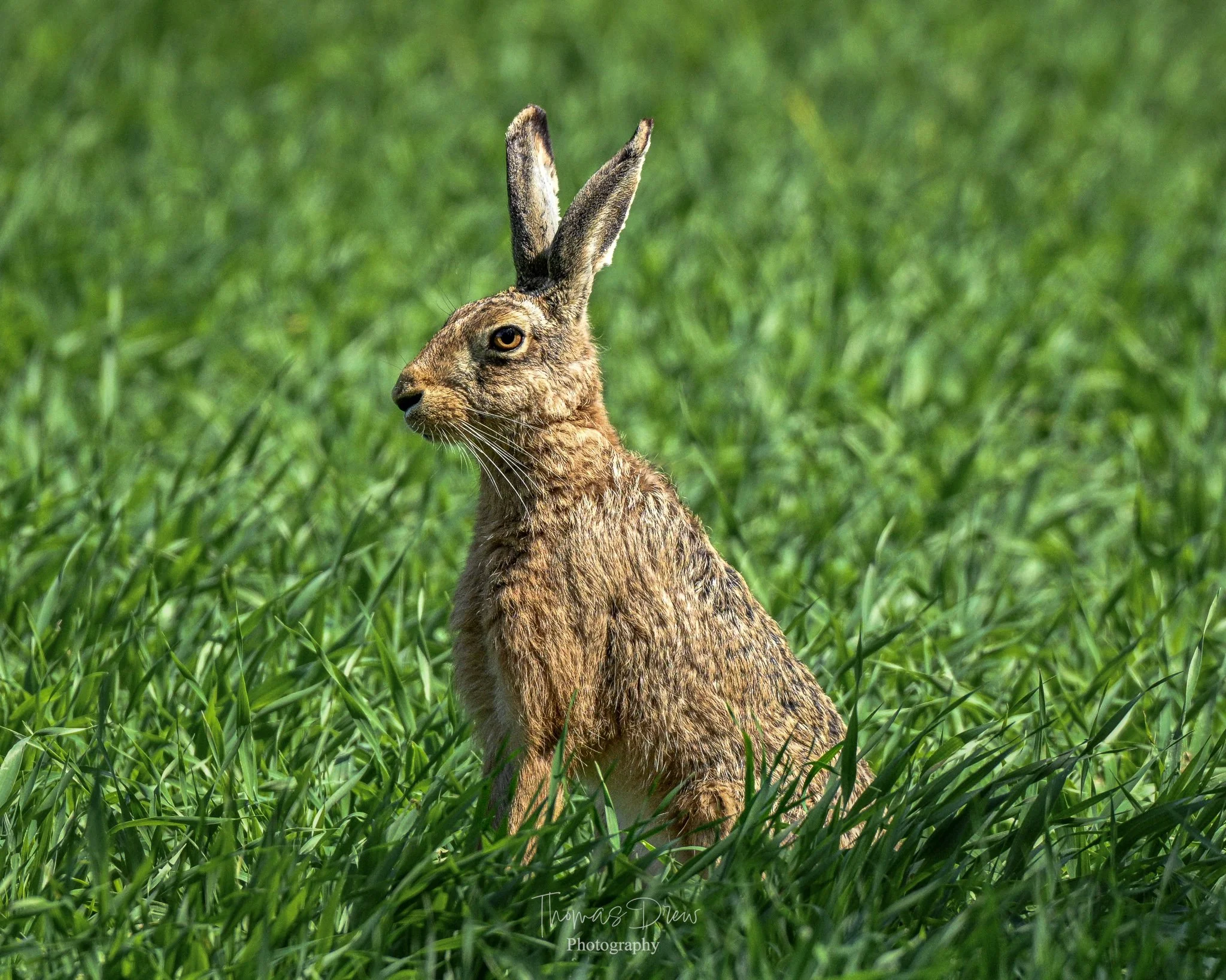 A hare sitting in green grass with tall blades, looking to the left. The hare has brown, tan, and grey fur, with long ears pointing upward.