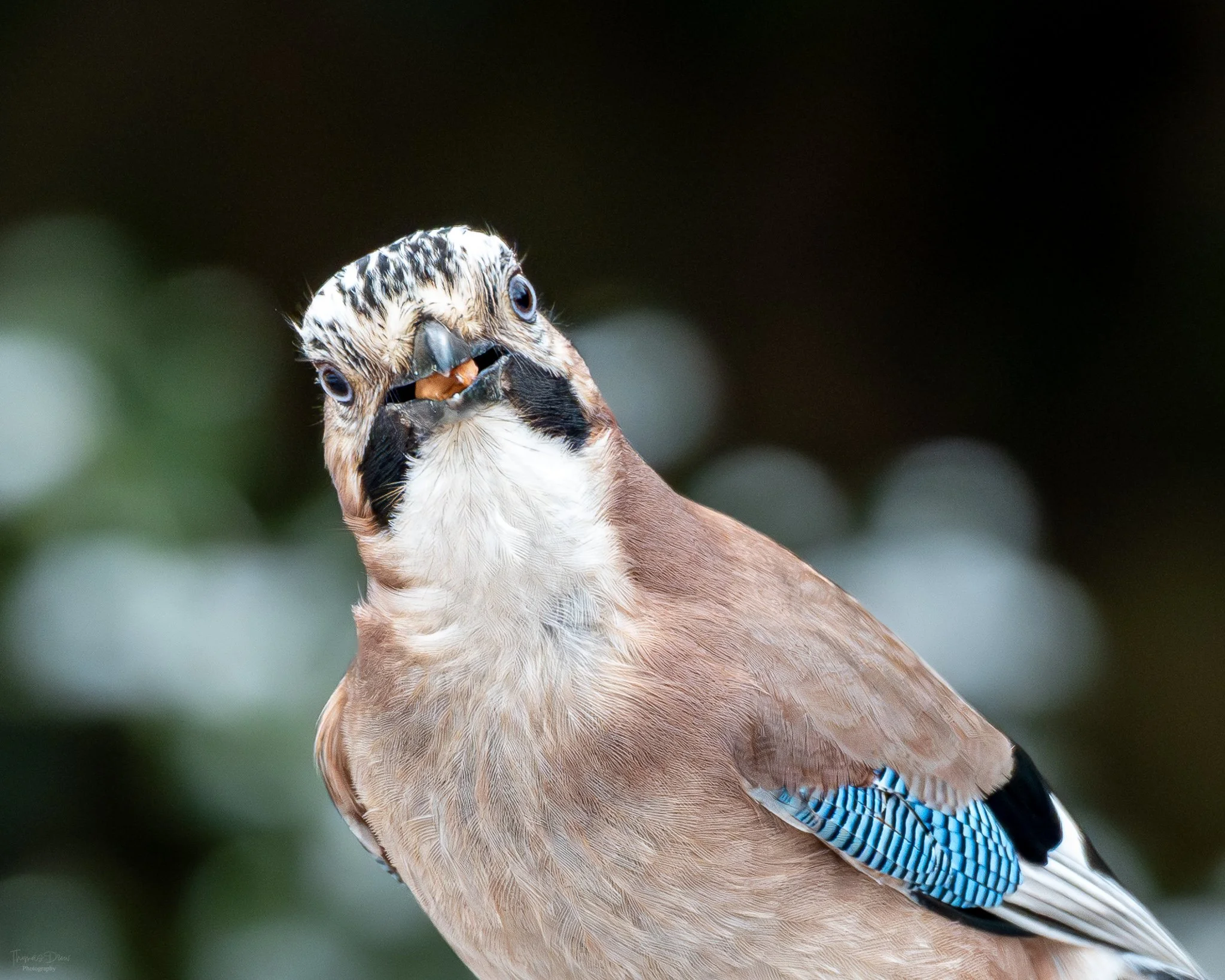 Close-up of a Eurasian Jay with brown and white feathers, blue wing markings, and a sharp beak, looking directly at the camera.