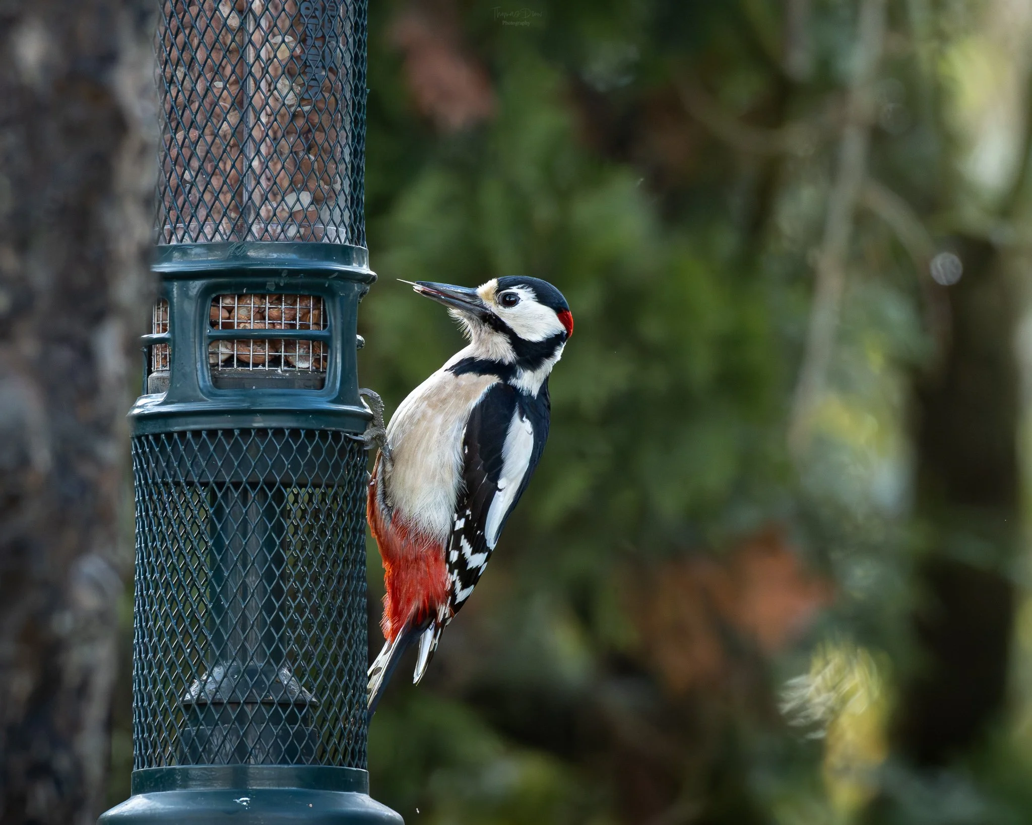 A Great Spotted Woodpecker with black, white, and red plumage is clinging to a green bird feeder in a wooded area