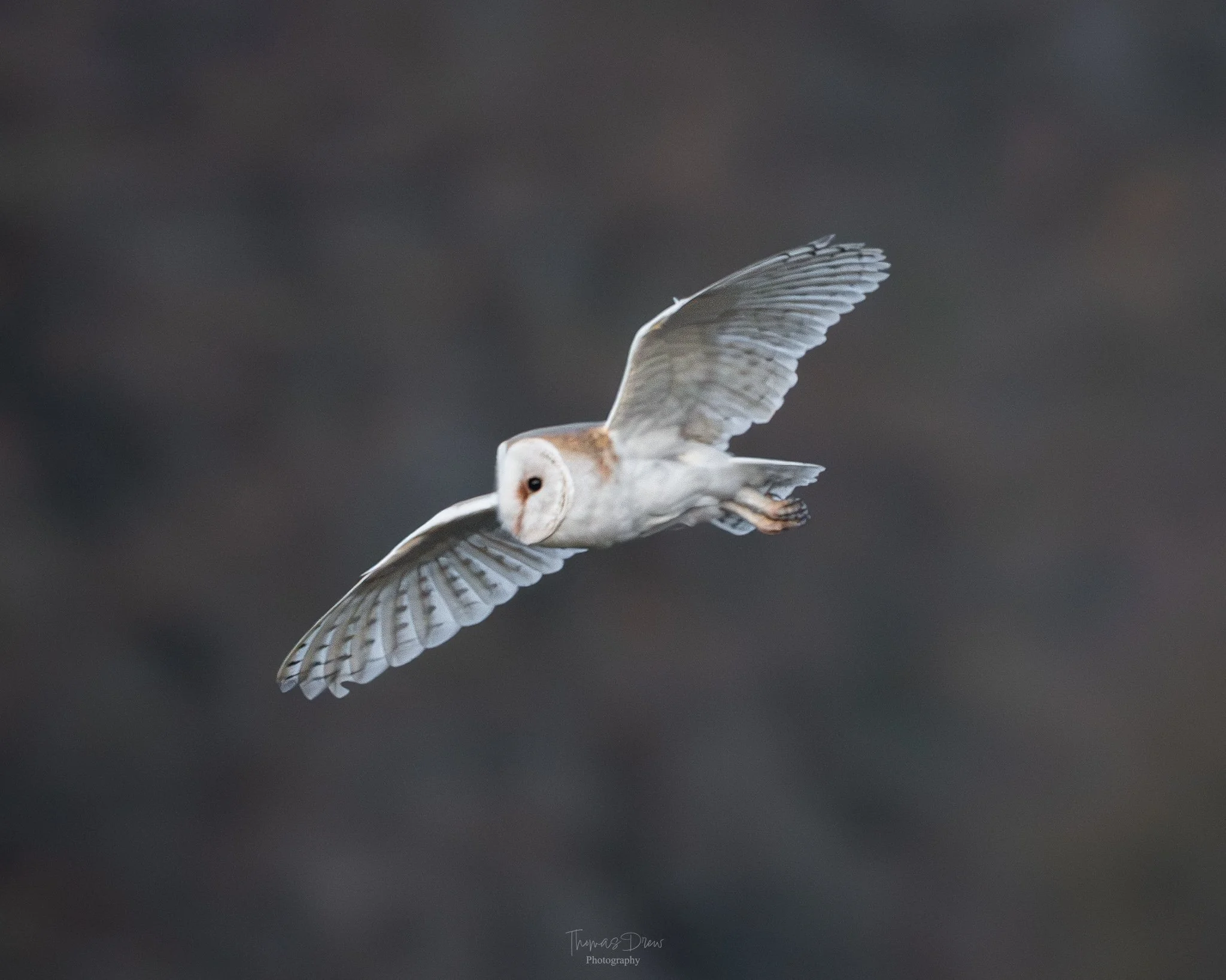 A white barn owl flying with its wings spread against a dark background.